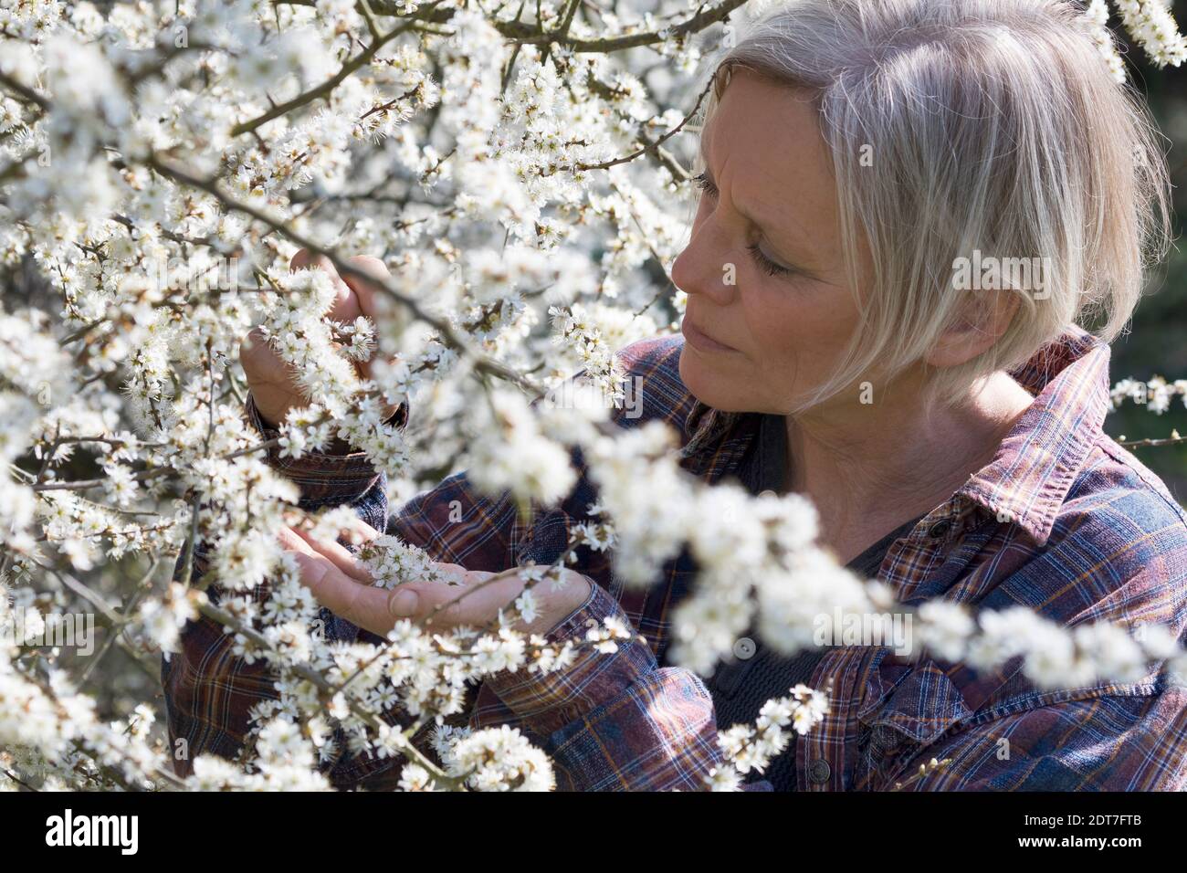 Schlehdorn, Schlehe (Prunus spinosa), Schlehblütenernte, Deutschland Stockfoto