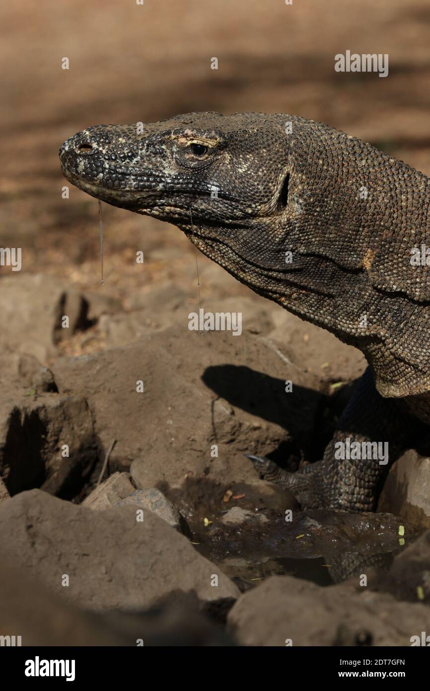 Komodo-Drache, Komodo-Monitor, ora (Varanus komodoensis), Portrait, salivierend, Indonesien, Komodo-Insel Stockfoto
