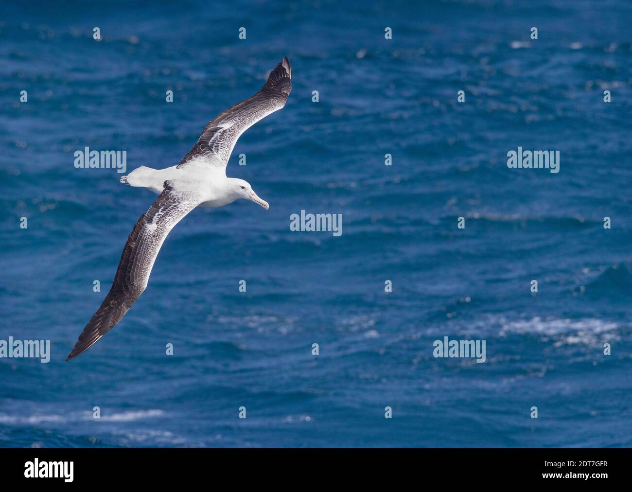 royal Albatross (Diomedea epomophora), im Flug über das Meer Auckland Inseln (Neuseeland) und Macquarie Insel (Australien), Neuseeland, Auckland Stockfoto
