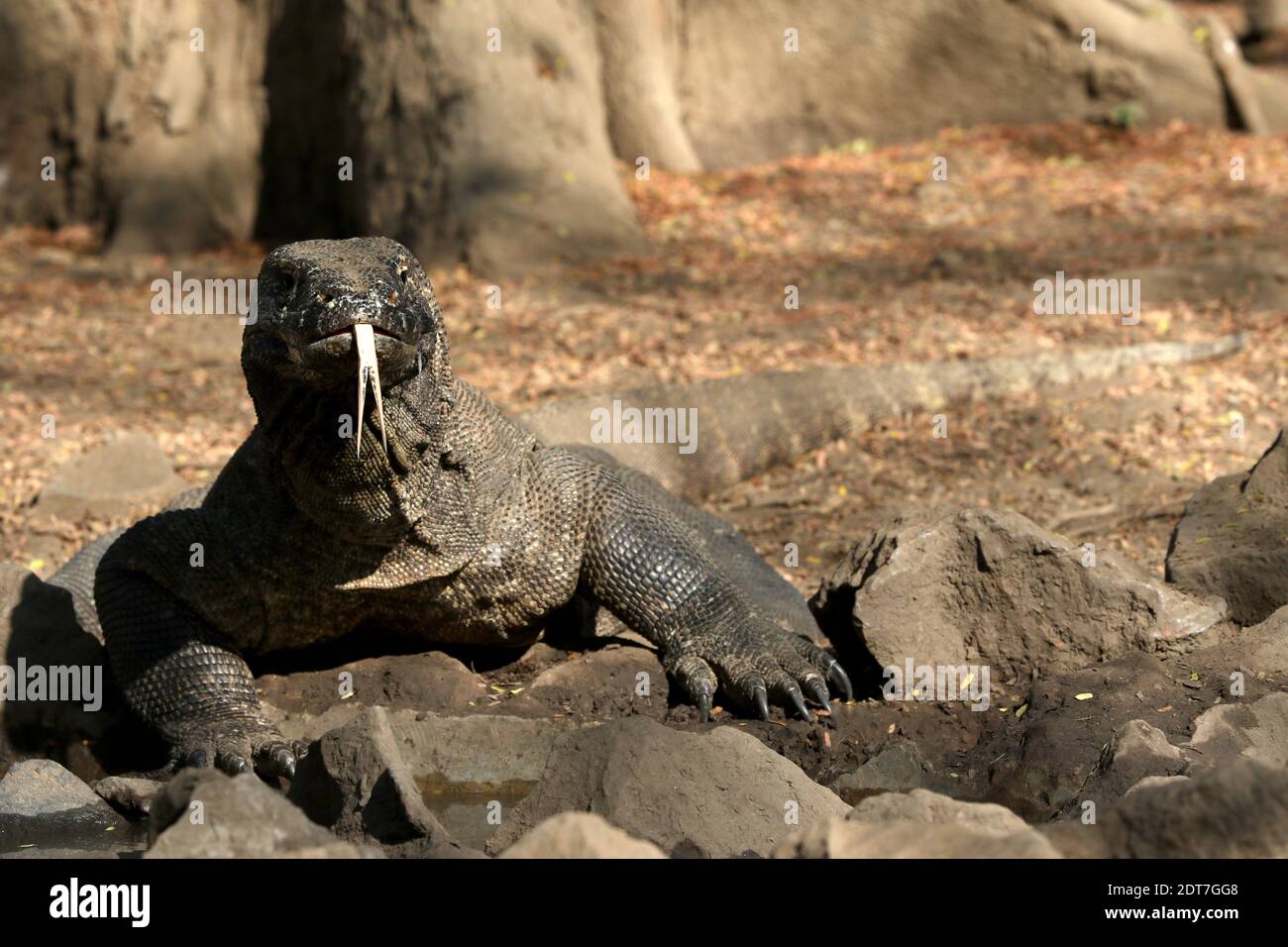 Komodo-Drache, Komodo-Monitor, ora (Varanus komodoensis), zeigt die Zunge, Vorderansicht, Indonesien, Komodo-Insel Stockfoto