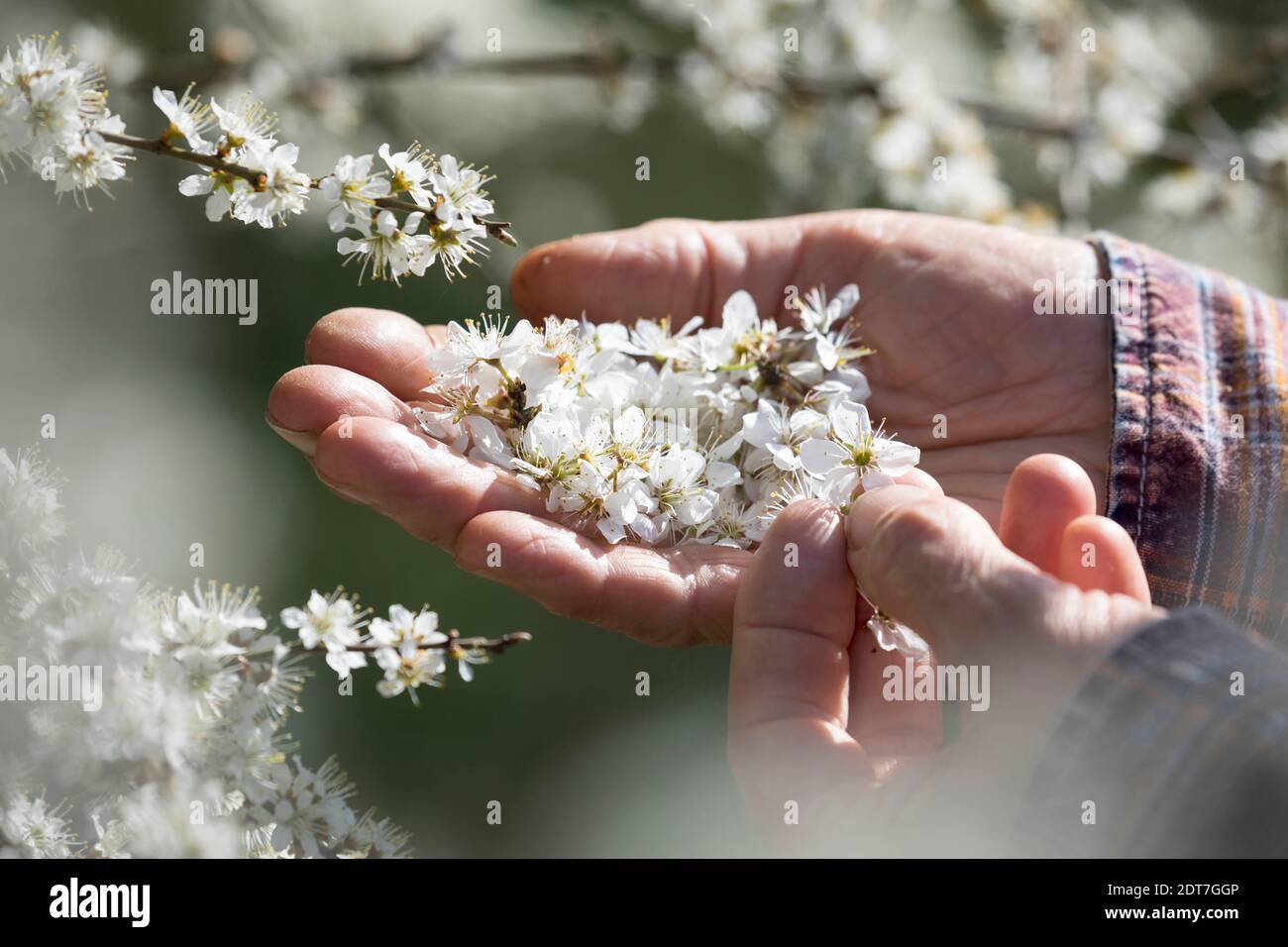 Schlehdorn, Schlehe (Prunus spinosa), Schlehblütenernte, Deutschland Stockfoto