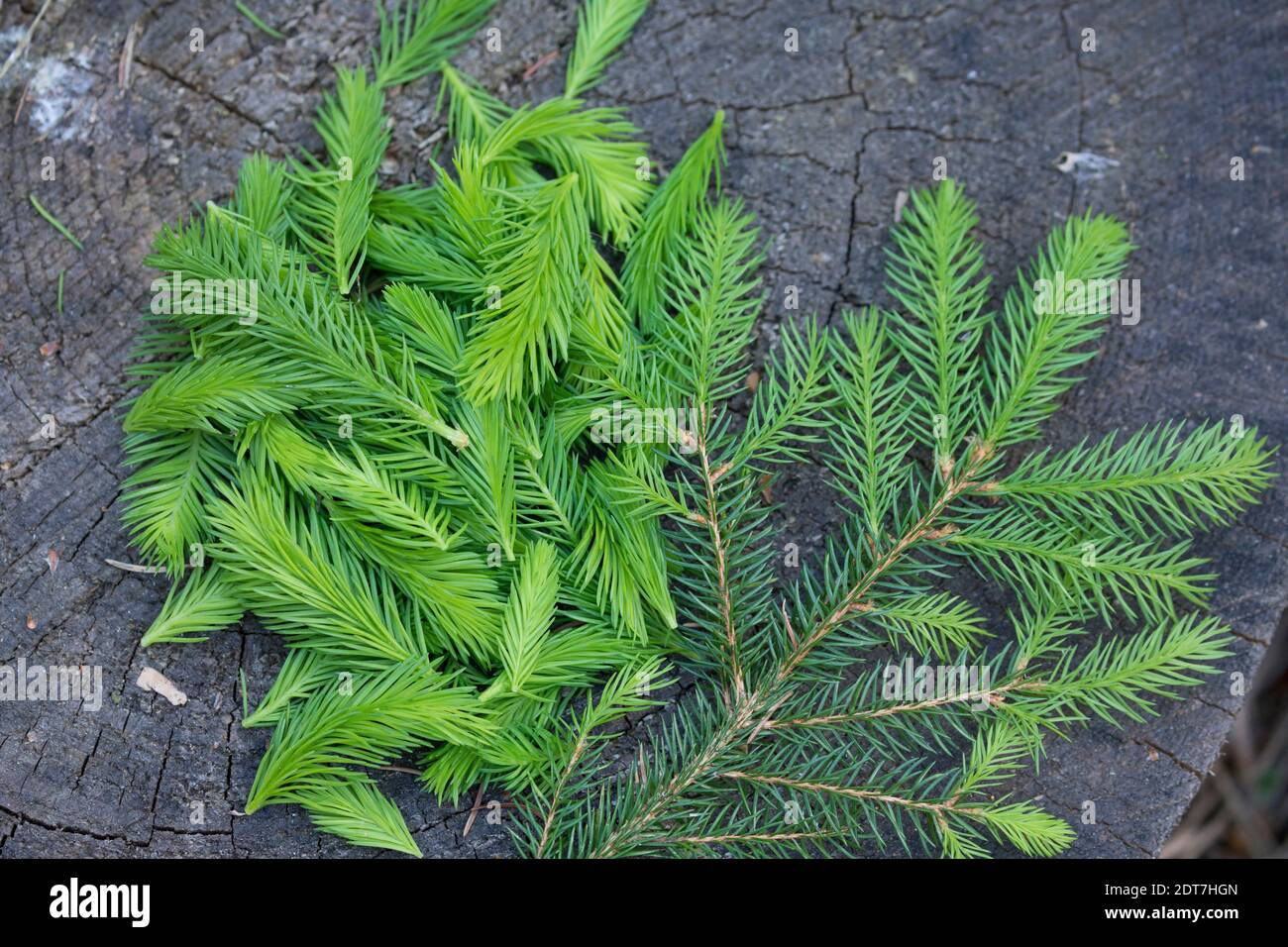 Norwegenfichte (Picea abies), frische junge Fichtensprossen werden gesammelt, Deutschland Stockfoto