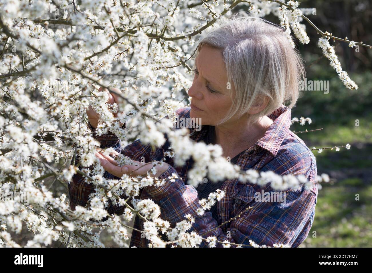 Schlehdorn, Schlehe (Prunus spinosa), Schlehblütenernte, Deutschland Stockfoto