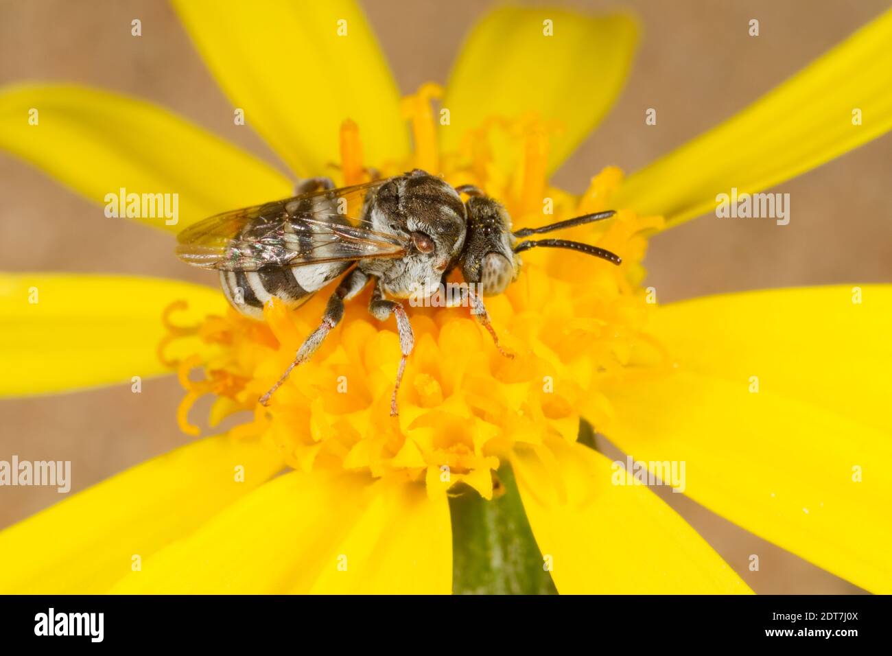 Mesilla Cellophane-Kuckuckkäfer Männchen, Epeolus mesilla, Apidae. Gehäuselänge 7 mm. Nektarierung bei Aster. Stockfoto
