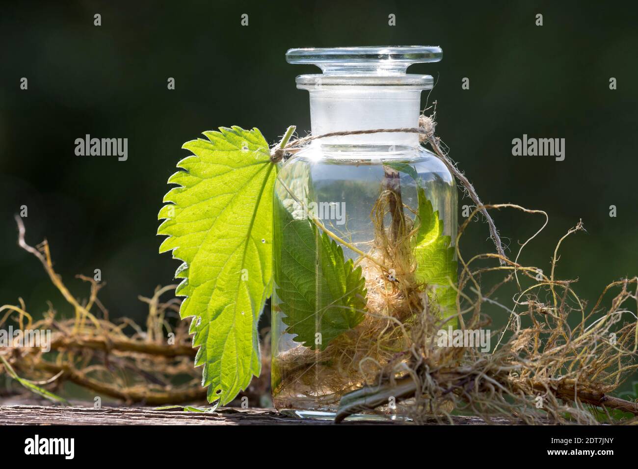 Brennnessel (Urtica dioica), selbstgemachte Brennnesseltinktur aus Wurzeln und Blättern, Deutschland Stockfoto