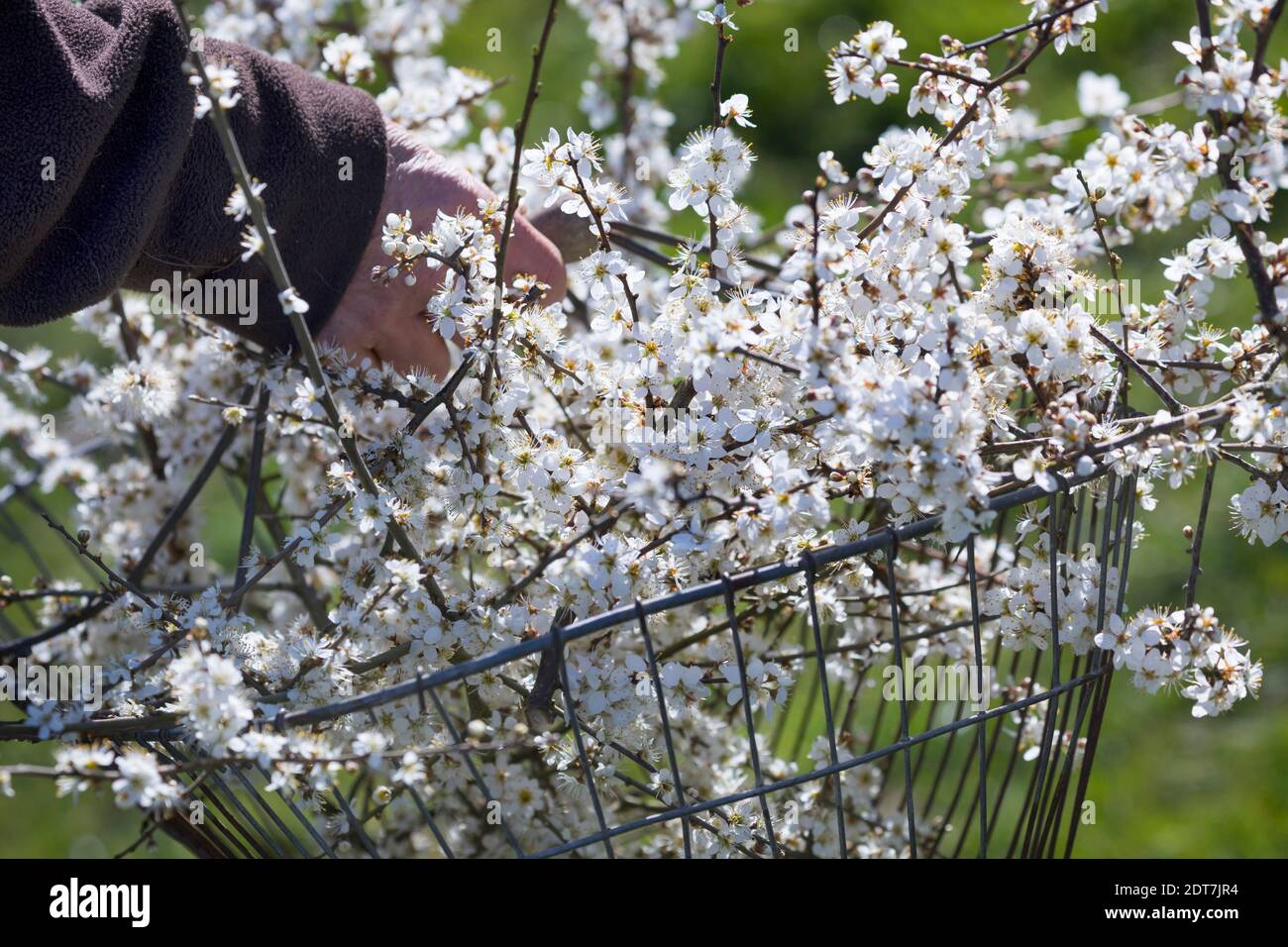 Schlehdorn, Schlehe (Prunus spinosa), geerntete Schlehenblüten im Korb, Deutschland Stockfoto