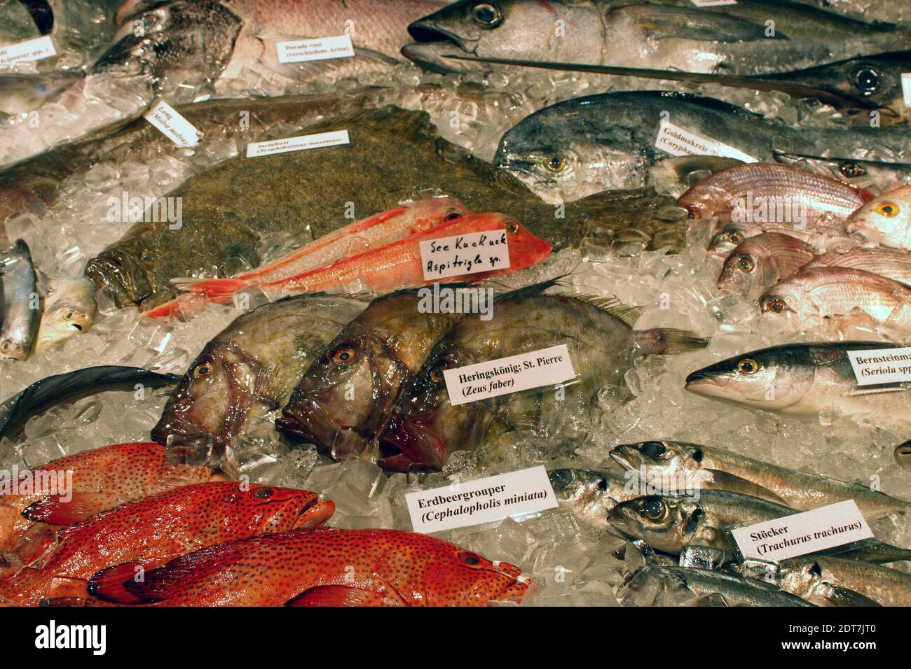 Salzwasserfische im Eis, Deutschland Stockfoto
