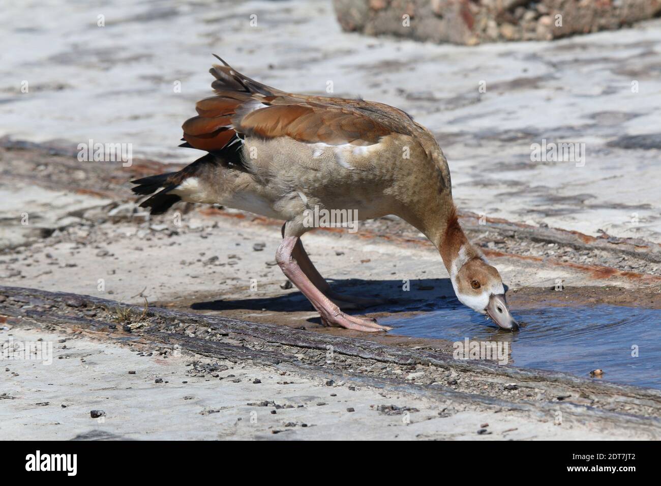 Ägyptische Gans (Alopochen aegyptiacus), unreifes Trinkwasser aus einer Pfütze zwischen alten Eisenbahnschienen, Seitenansicht, Südafrika Stockfoto