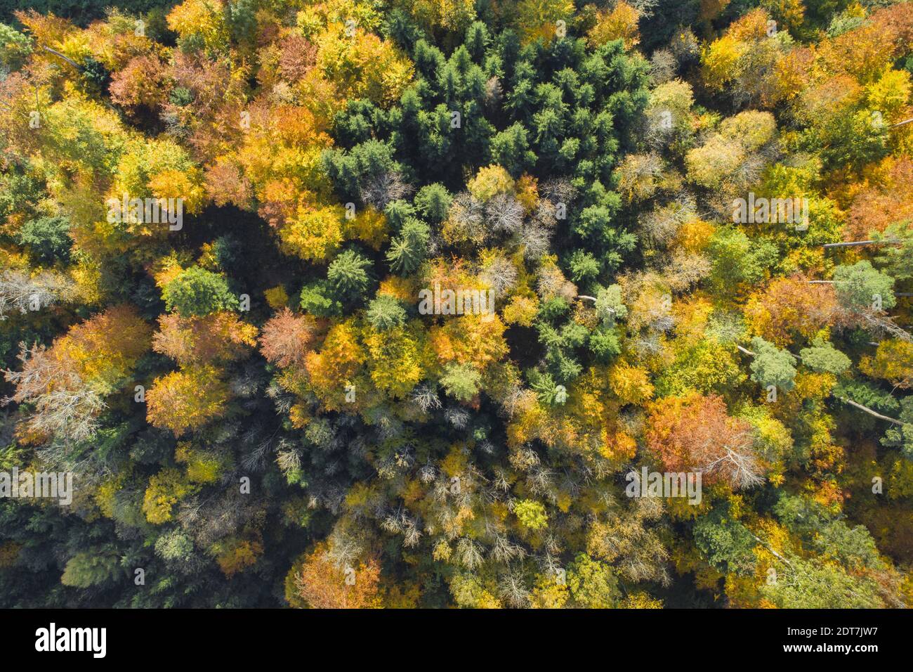 Luftaufnahme Mischwald im Herbst, Schweiz, Zürcher Oberland Stockfoto