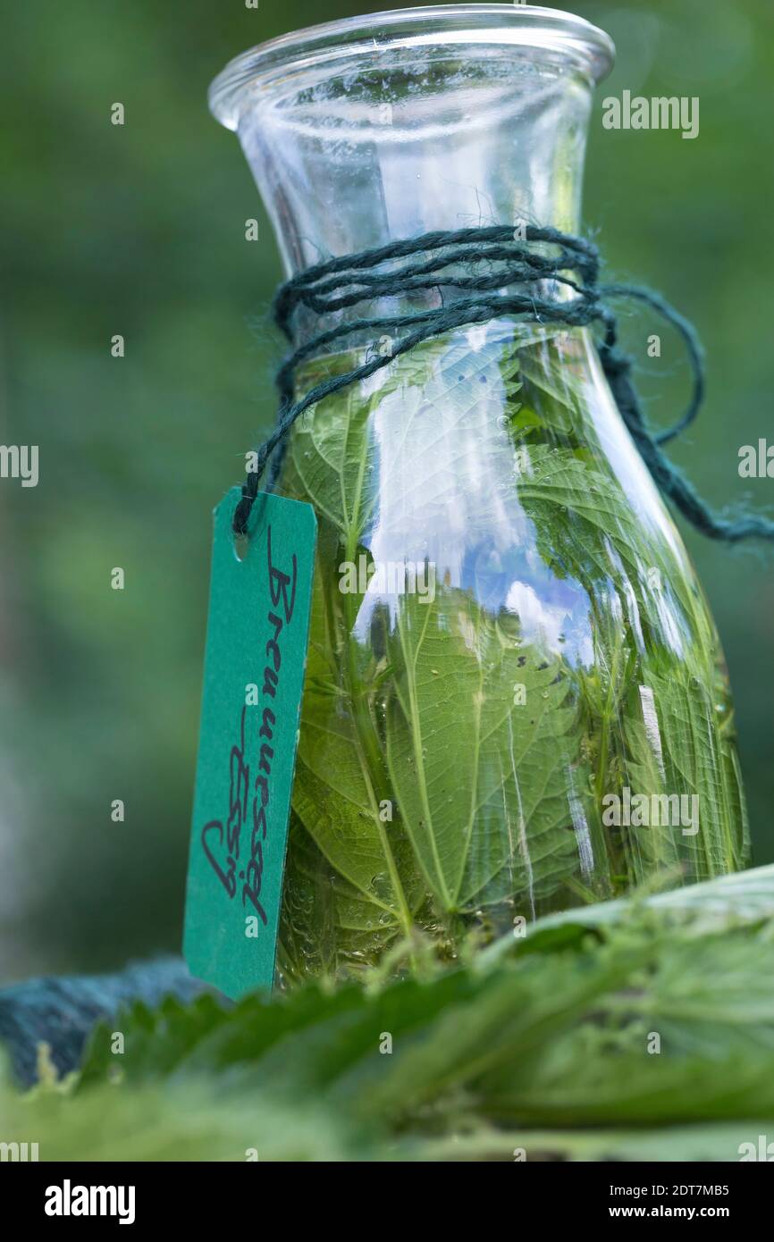 Brennnessel (Urtica dioica), selbstgemachte Brennnesselvinagre in einer Glasflasche, Deutschland Stockfoto