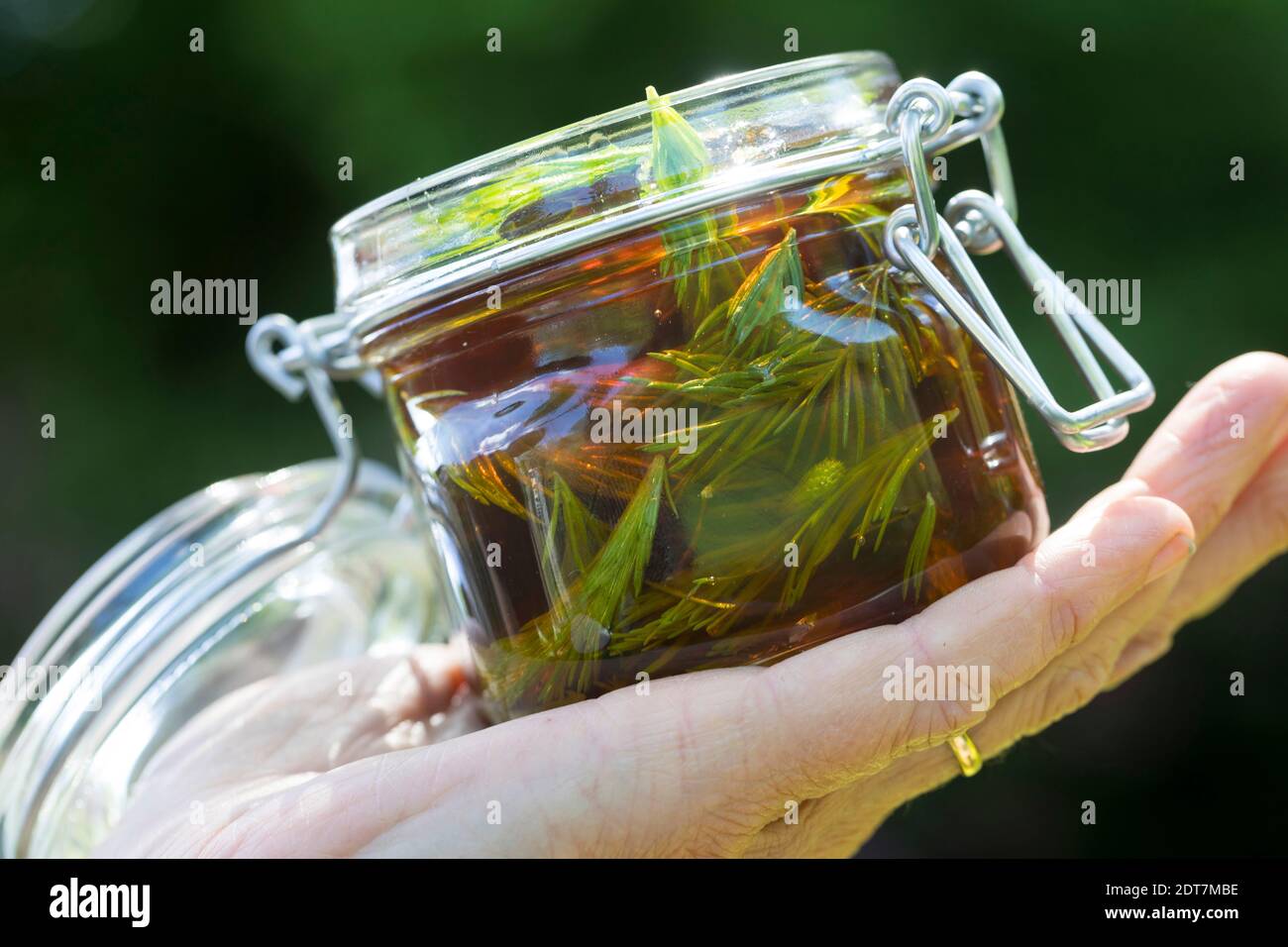 Norwegenfichte (Picea abies), Herstellung von Hustenlinctus, frisch gekeimt Fichtensprossen werden in Honig eingelegtDeutschland Stockfoto