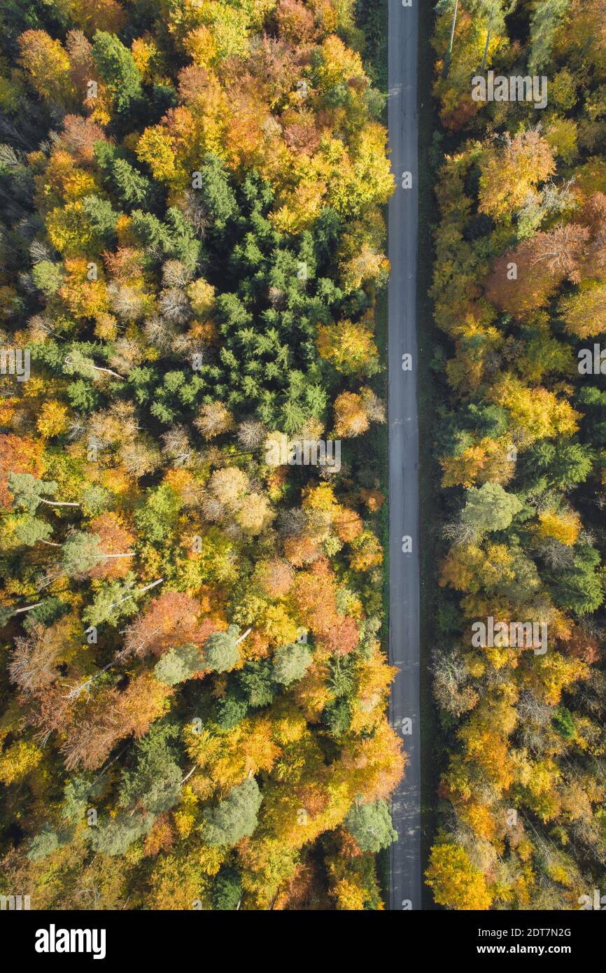 Straße durch einen Herbstwald, Luftbild, Schweiz, Zürcher Oberland Stockfoto