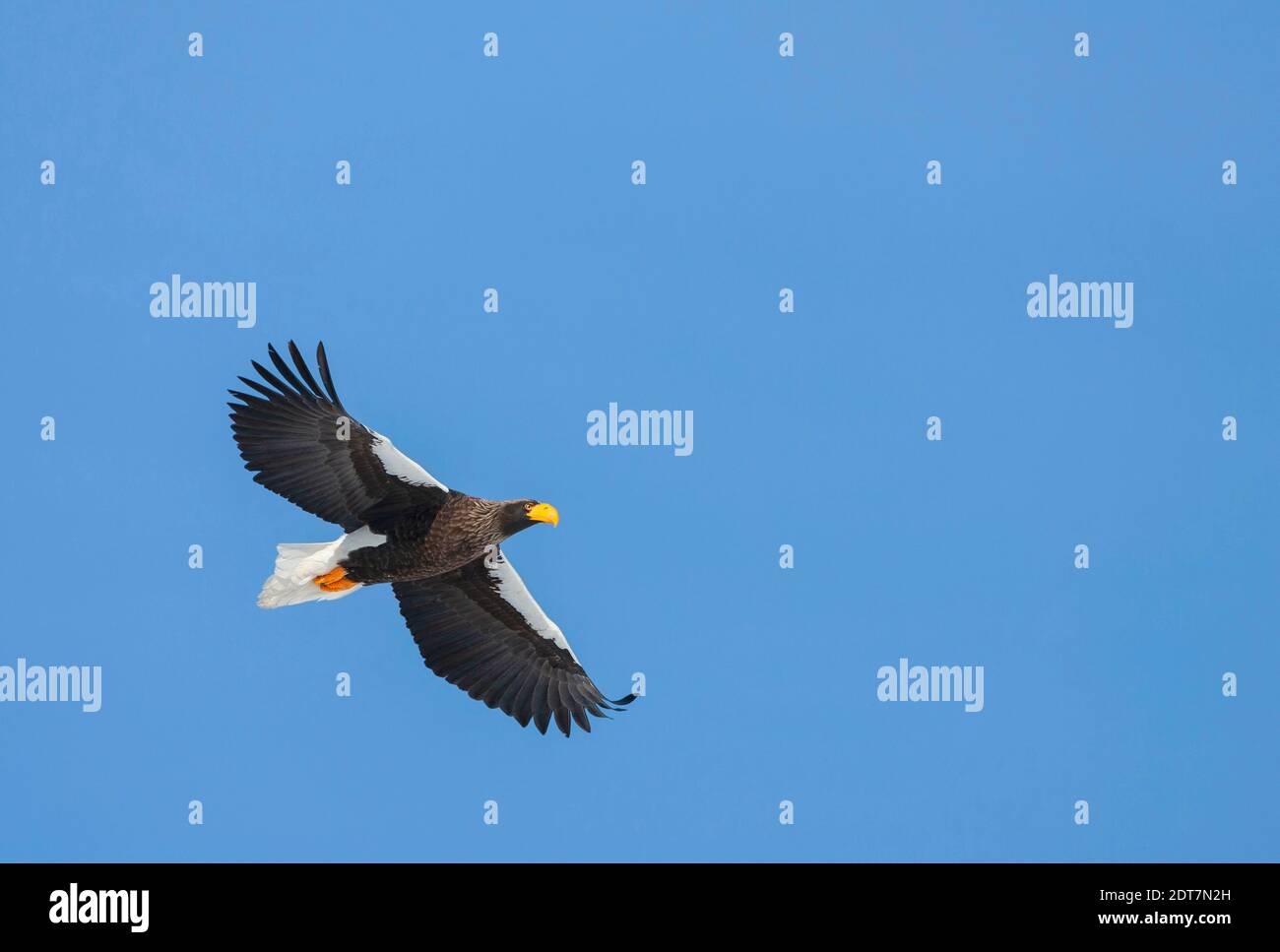 Hellers Seeadler (Haliaeetus pelagicus), Erwachsener fliegt über, Japan, Hokkaido Stockfoto