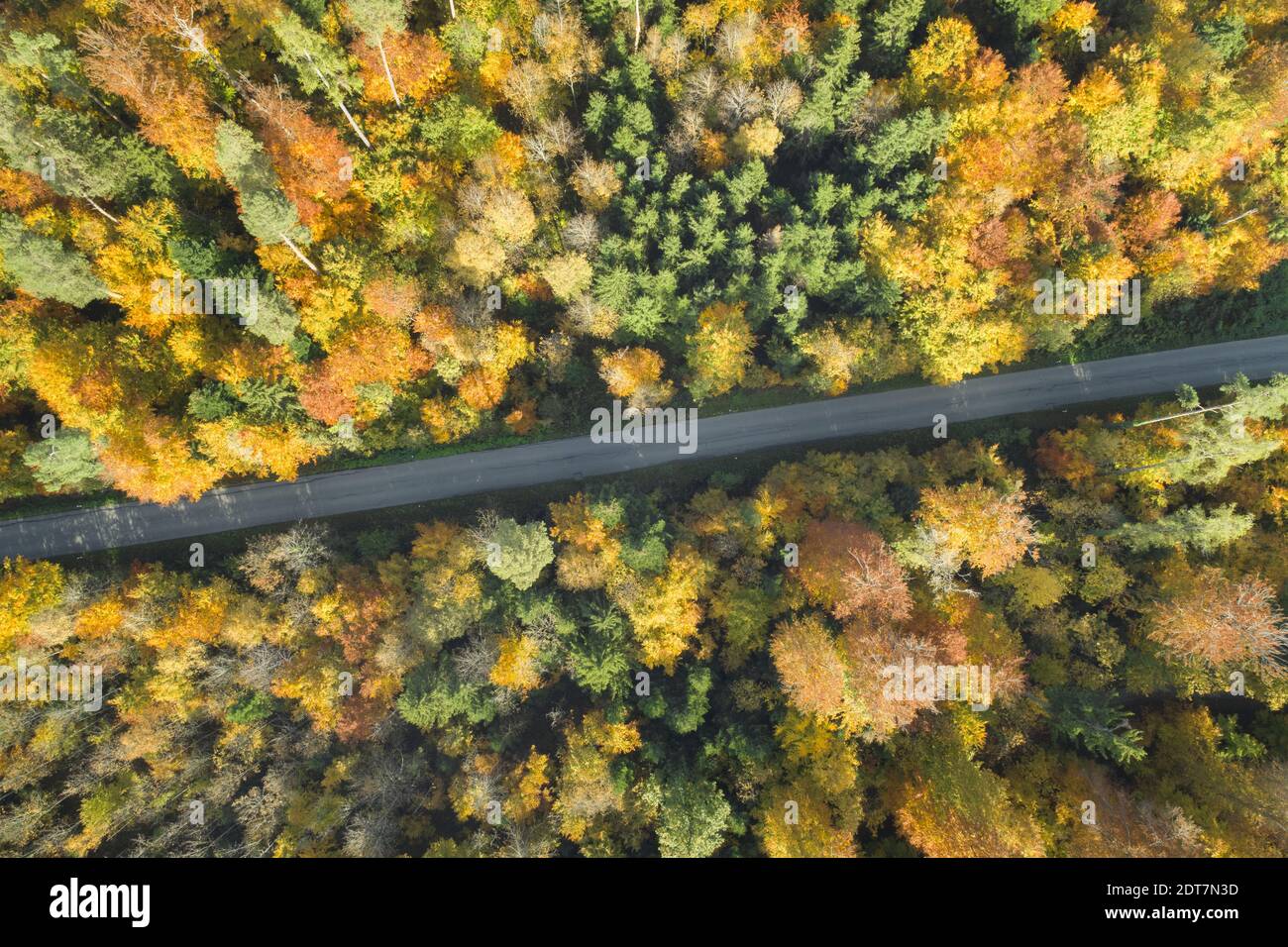Straße durch einen Herbstwald, Luftbild, Schweiz, Zürcher Oberland Stockfoto
