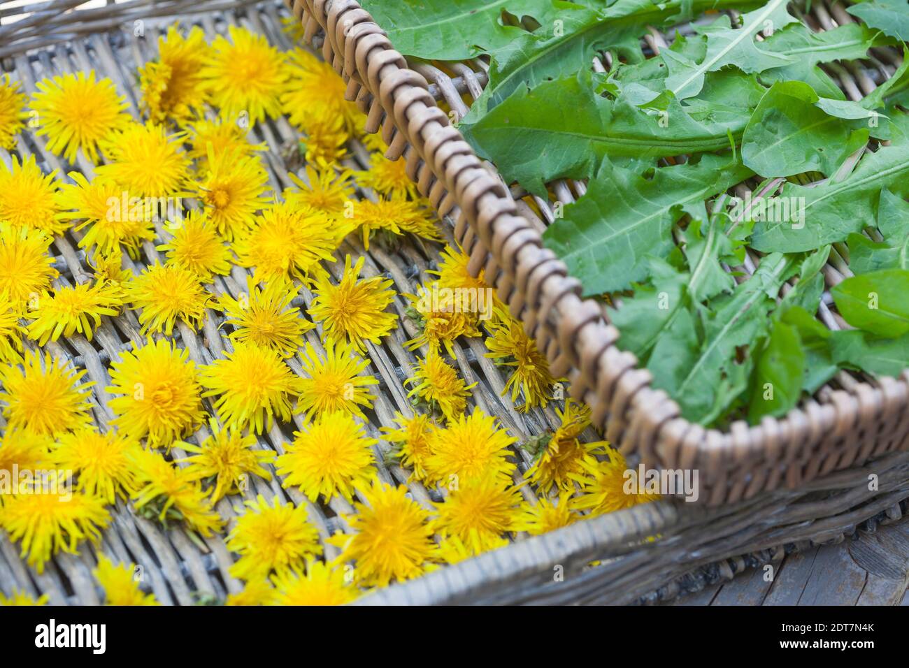Löwenzahn (Taraxacum officinale), gesammelte Blüten und Blätter werden auf einer Tablette getrocknet, Deutschland Stockfoto