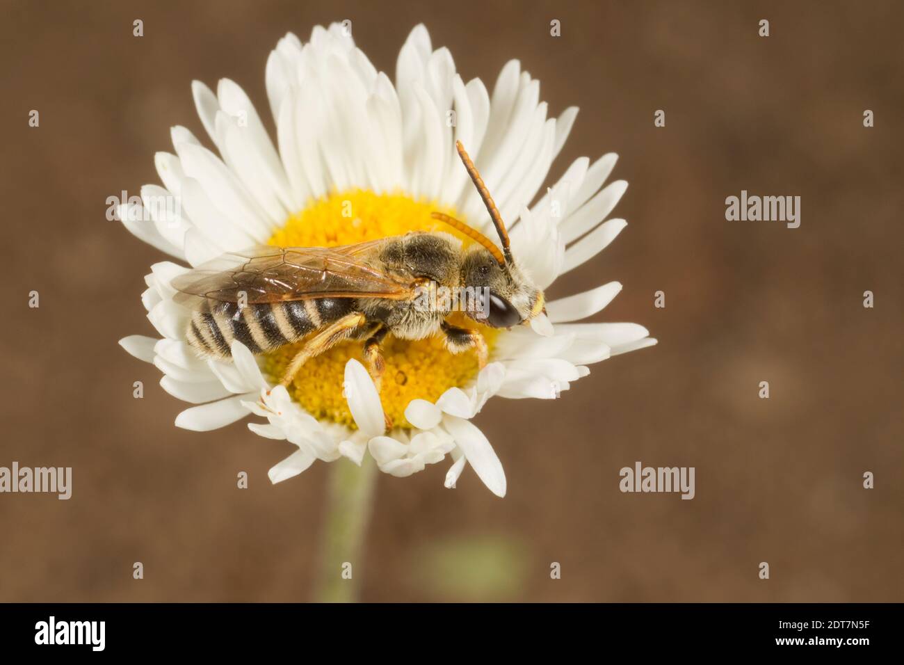 Ligated Furrow Bee männlich, Halictus ligatus, Halictidae. Gehäuselänge 8 mm. Nectaring bei Fleabane, Erigeron sp., Asteraceae. Stockfoto