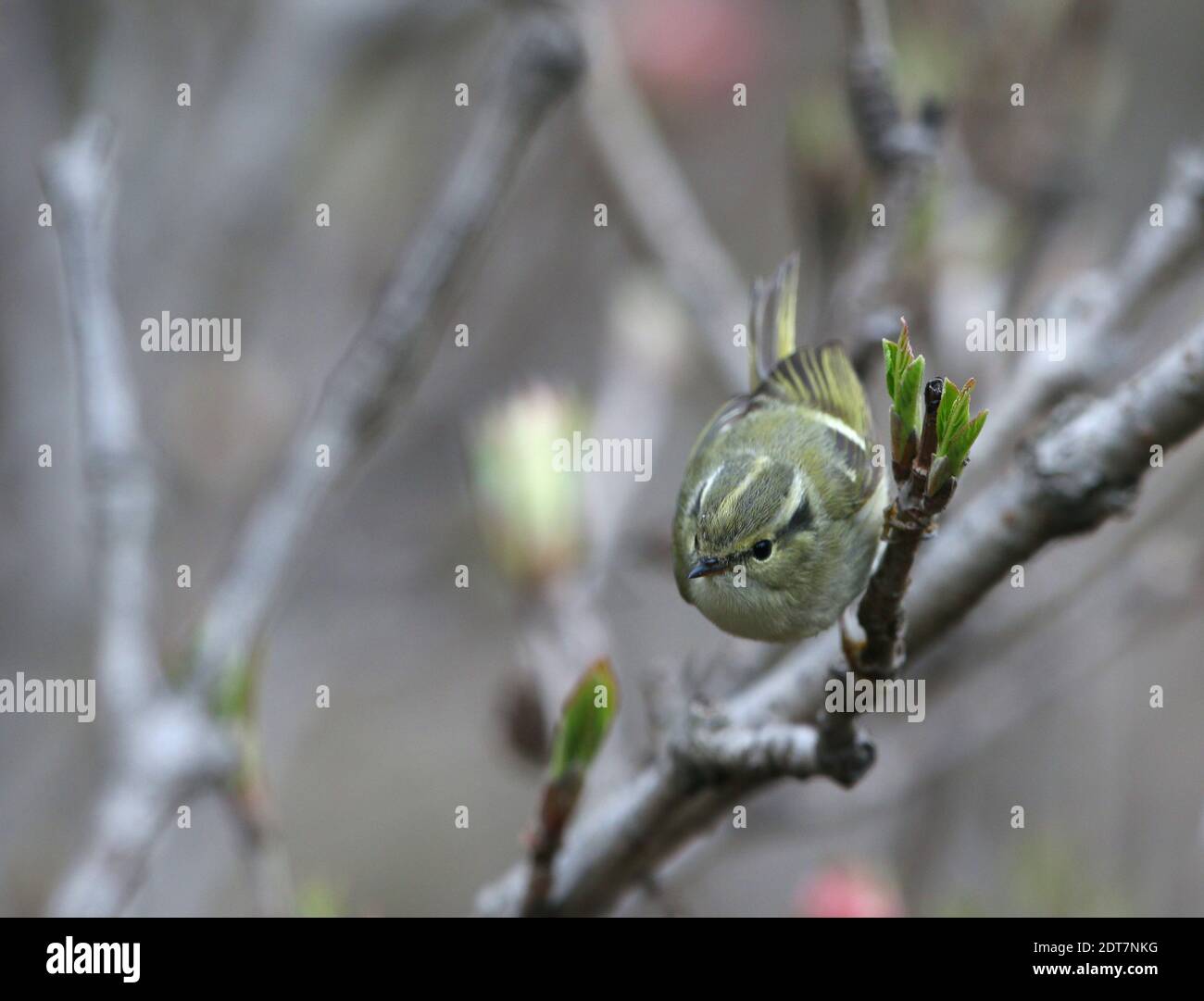 Zitronen-Walmsänger, blass-Walmsänger (Phylloscopus chloronotus), im Frühjahr auf einem Schießzweig, Indien, Kaschmir, Gulmarg barchend Stockfoto