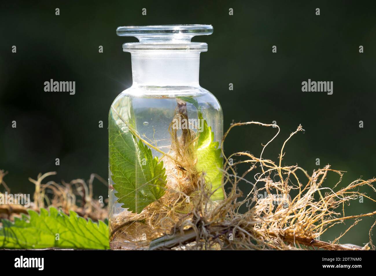 Brennnessel (Urtica dioica), selbstgemachte Brennnesseltinktur aus Wurzeln und Blättern, Deutschland Stockfoto