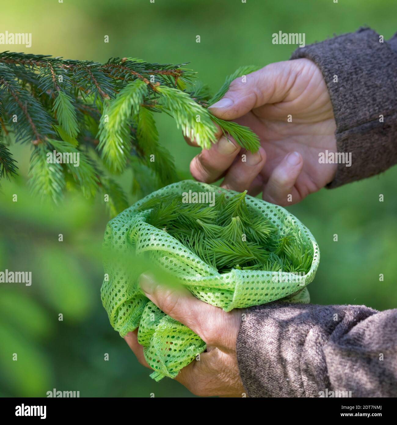 Norwegenfichte (Picea abies), frische junge Fichtensprossen werden gesammelt, Deutschland Stockfoto