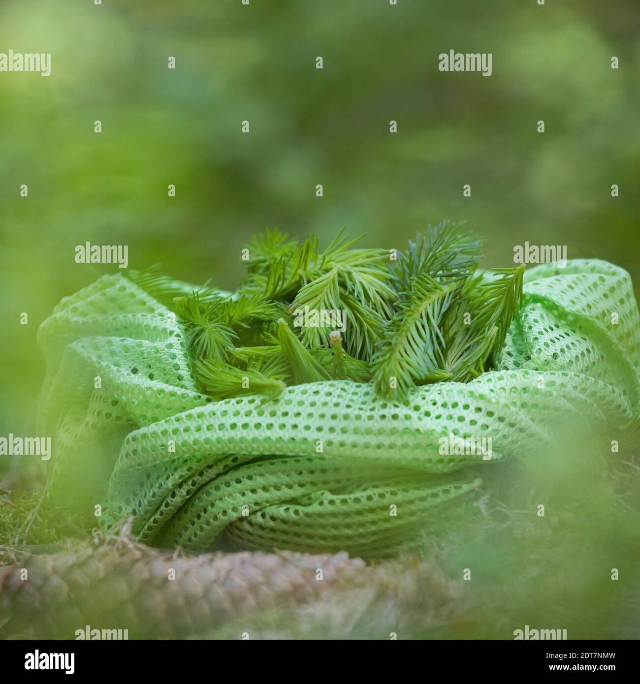 Norwegenfichte (Picea abies), frische junge Fichtensprossen werden gesammelt, Deutschland Stockfoto