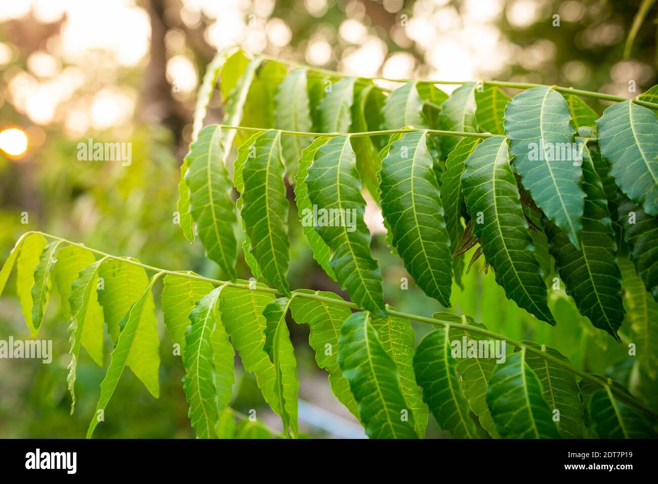 neues top leaf of neem plant. azadirachta indica - ein zweig von