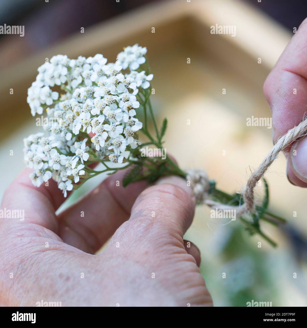 Gemeine Schafgarbe, Milfoil (Achillea millefolium), kleiner Strauß von Yarrows wird gefesselt, Deutschland Stockfoto