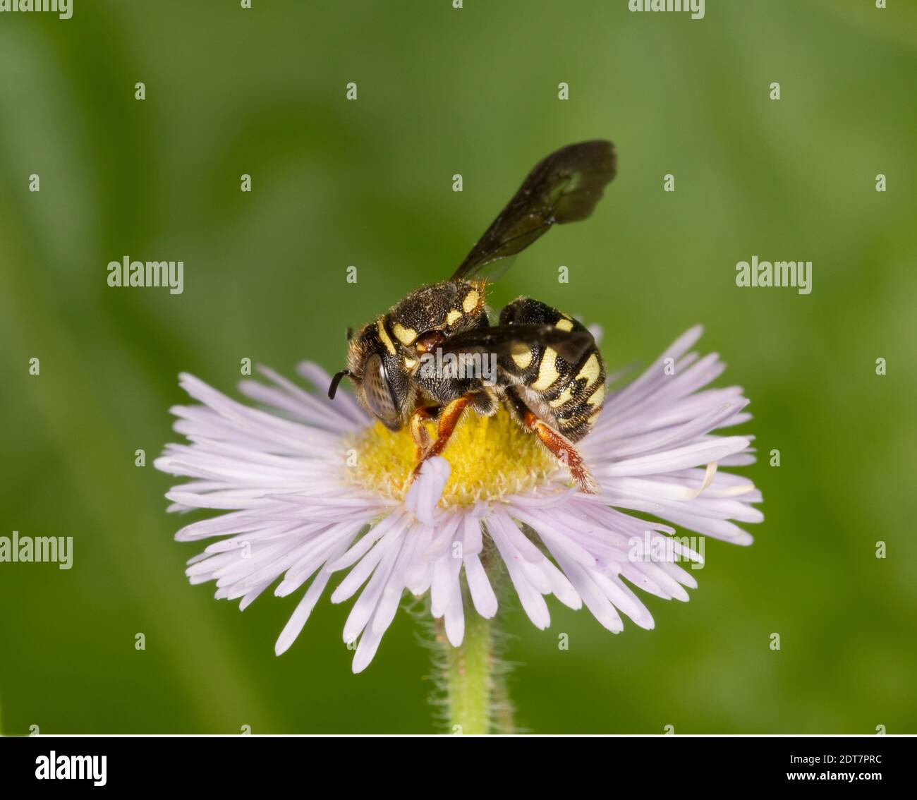 Nördliche Rotund-Resin Biene weiblich, Anthidiellum notatum, Megachilidae. Gehäuselänge 7 mm. Fotografiert auf Erigeron sp., Asteraceae. Stockfoto