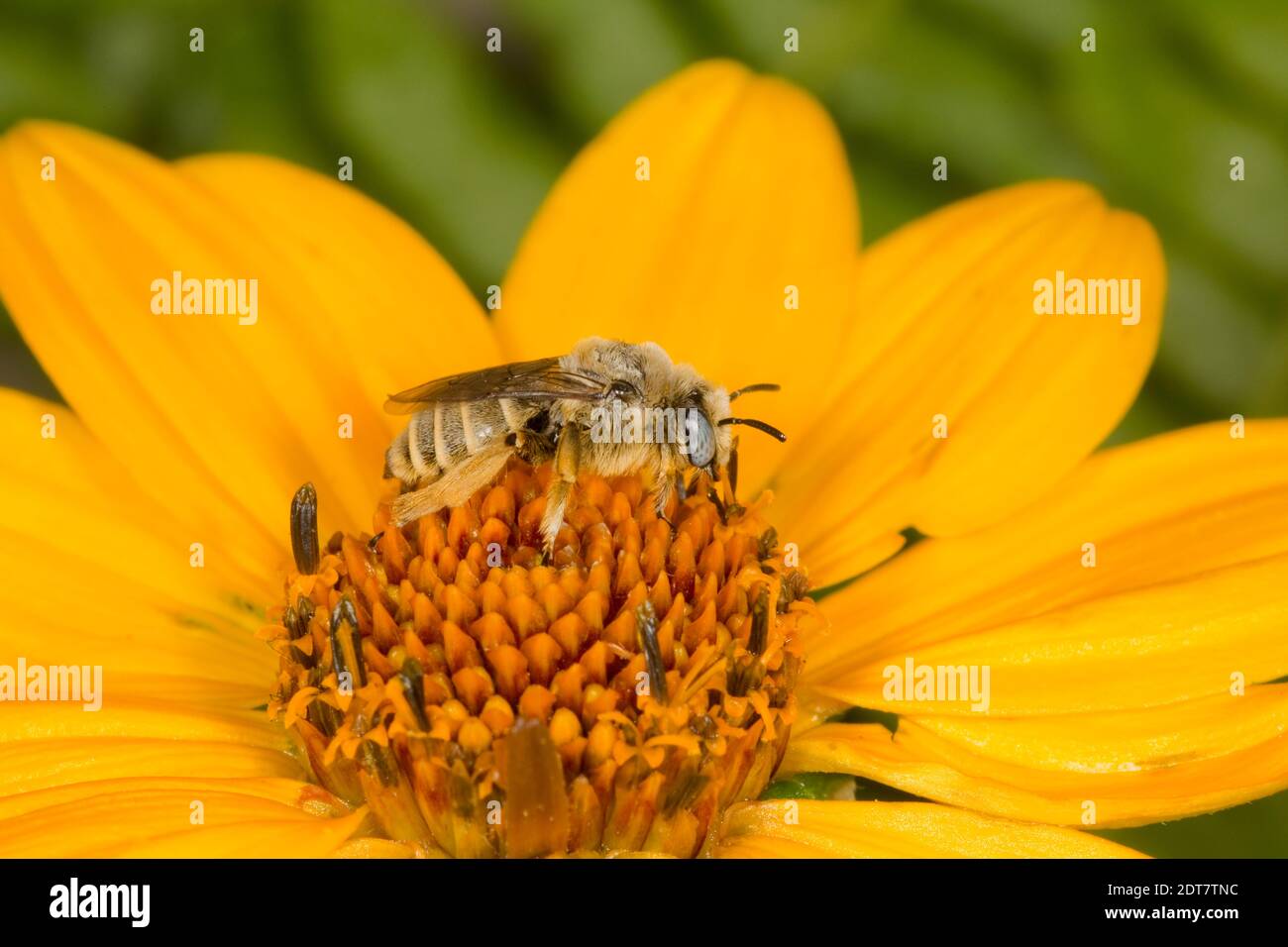 Schornsteinbiene Männchen, Diadasia diminuta, Apidae. Gehäuselänge 8 mm. Nektarierung bei Aster. Stockfoto