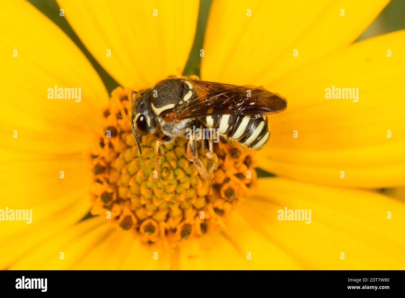 Eingrabende Harzbiene weiblich, Paranthidium jugatorium, Megachilidae. Gehäuselänge 9 mm. Nektarierung bei Aster. Stockfoto