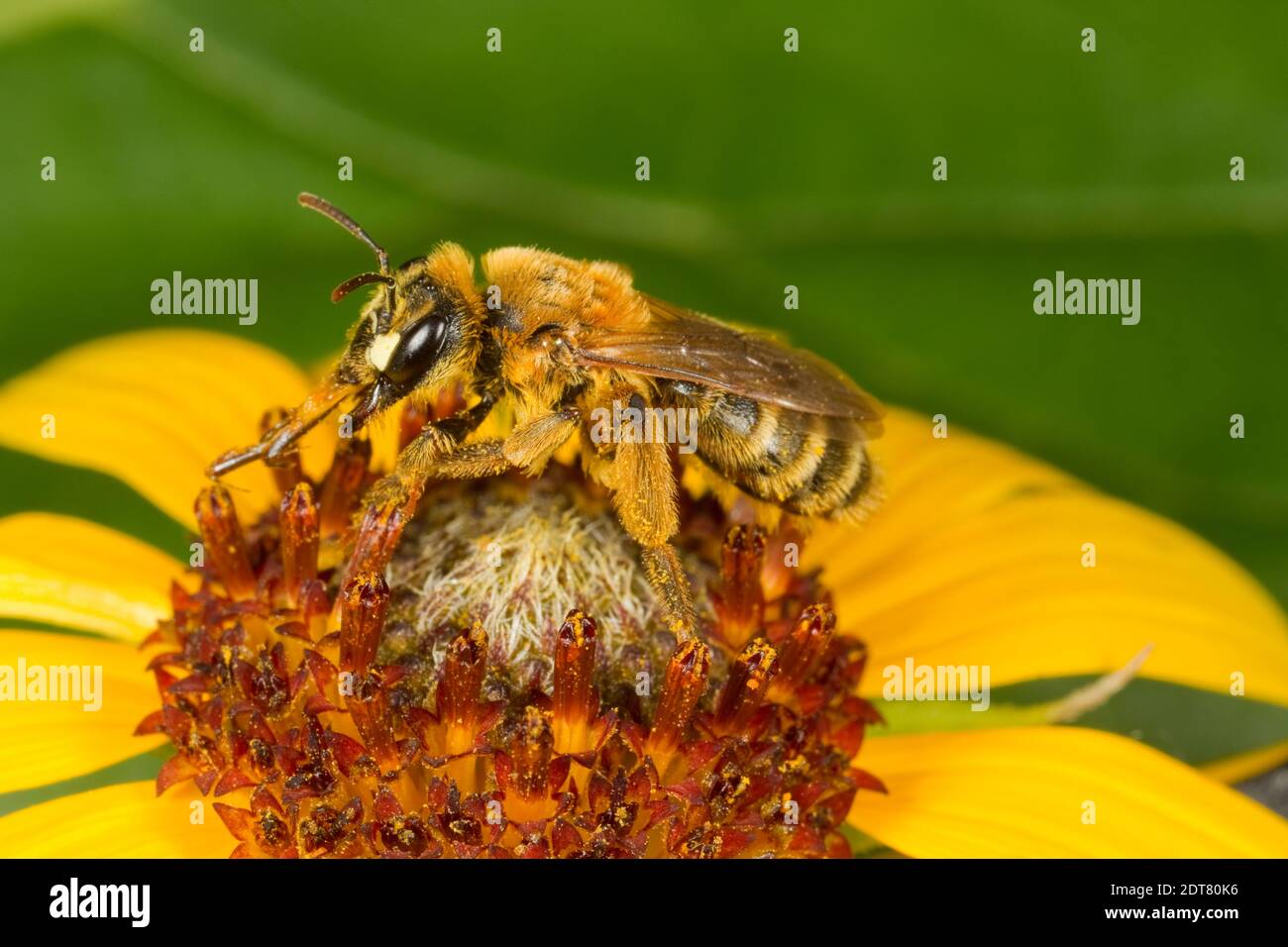 Bergbau Biene weiblich, Andrena accepa, Andrenidae. Gehäuselänge 13 mm. Nektarierung bei Aster. Stockfoto