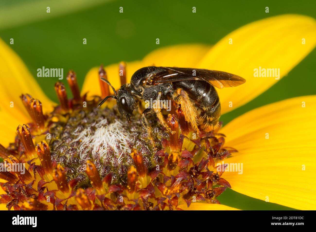 Bergbau Bienenweibchen, Pseudopanurgus aethiops, Andrenidae. Gehäuselänge 10 mm. Nektarierung bei Aster. Stockfoto