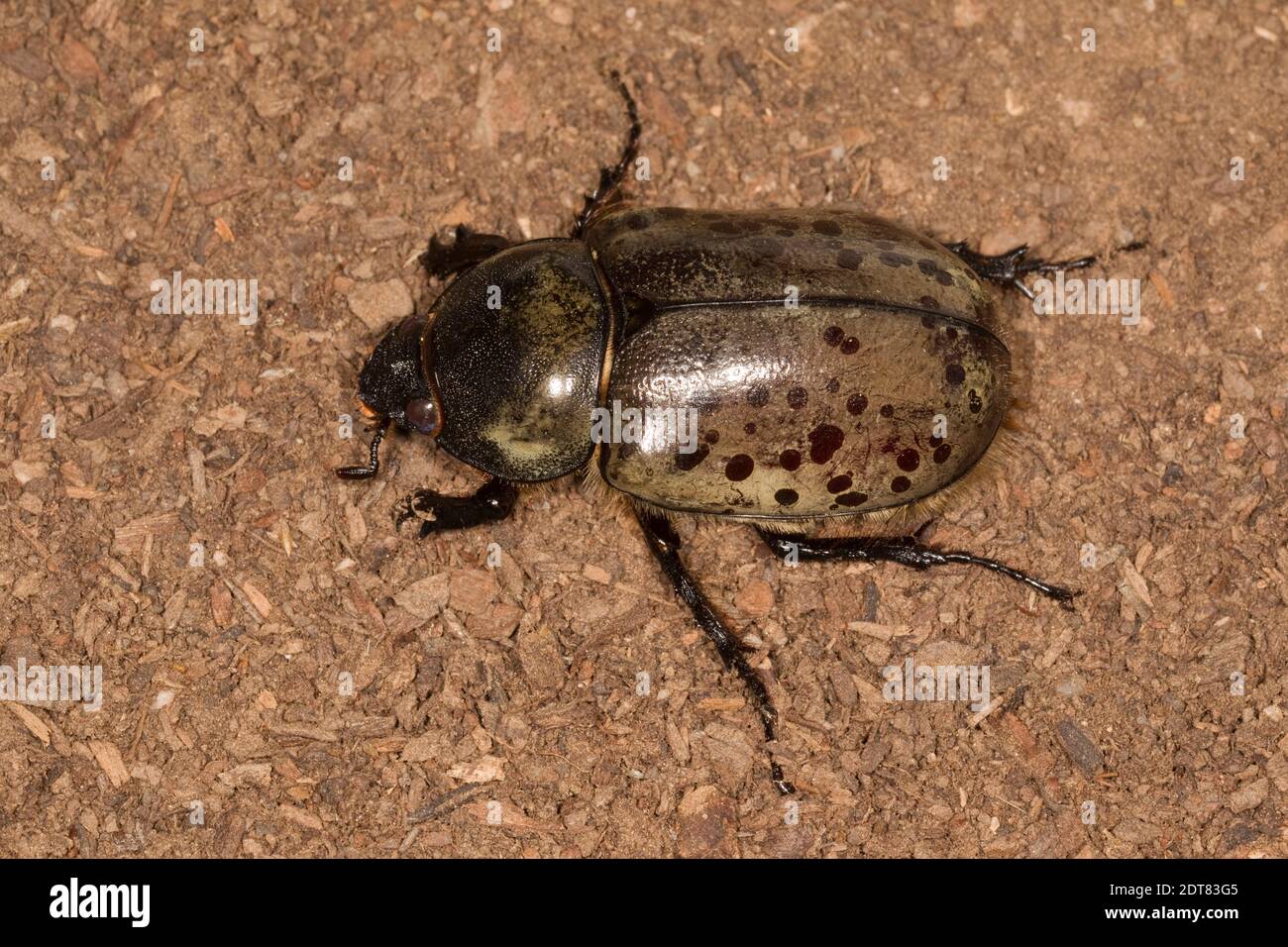 Grant's Hercules Käfer weiblich, Dynastes grantii, Scarabaeidae. Gehäuselänge 48 mm. Stockfoto