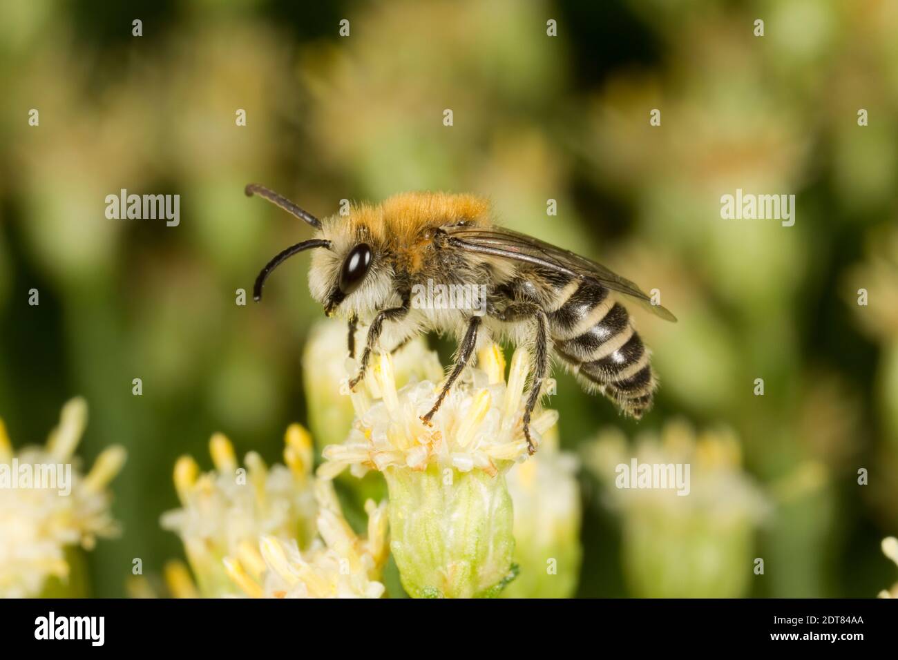 Bryant's Cellophane Bee männlich, Colletes bryanti, Colletidae. Gehäuselänge 8 mm. Nectaring bei Desert Broom, Baccharis sarothroides, Asteraceae. Stockfoto