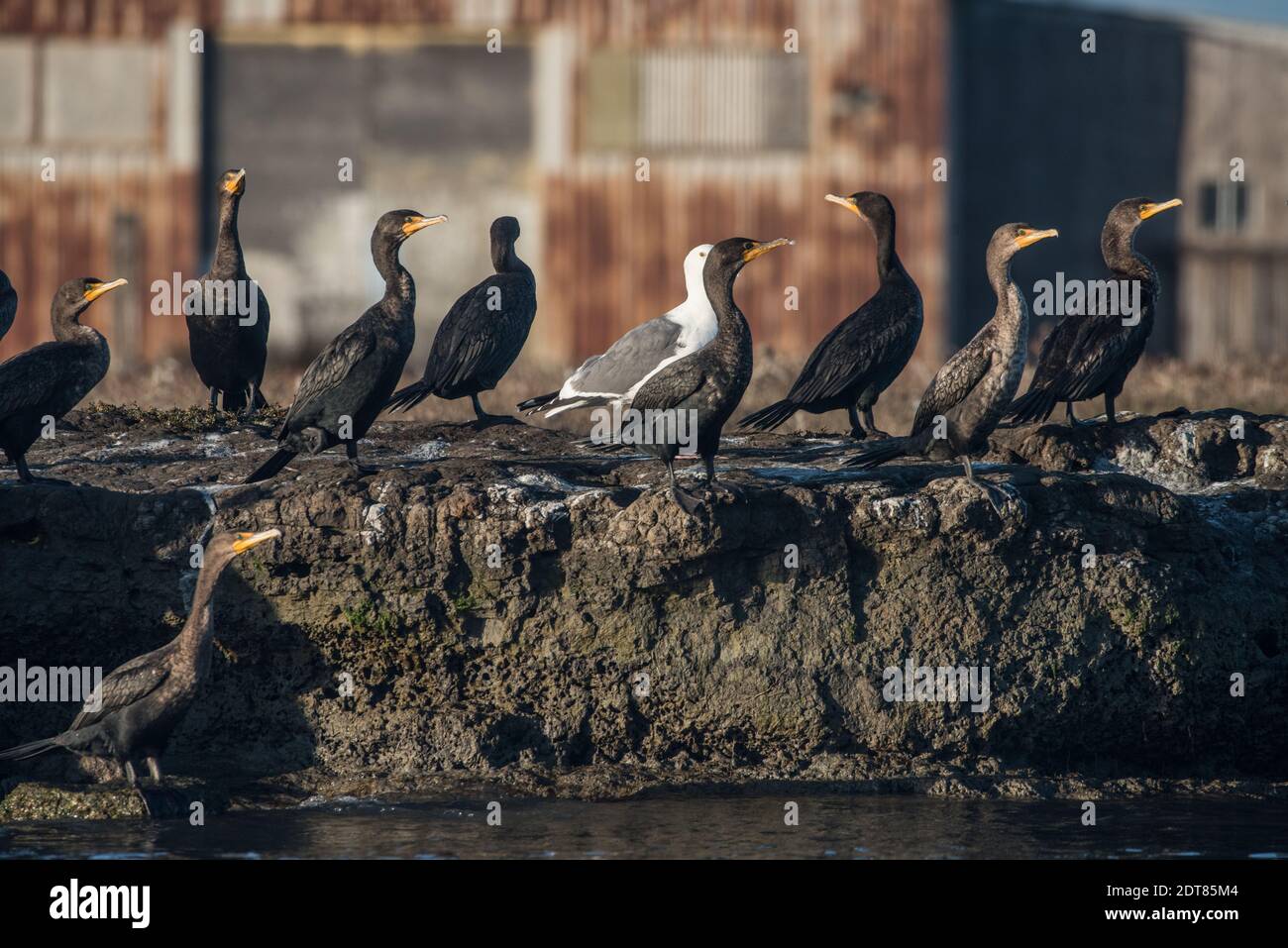 Doppelkammkormorane (Phalacrocorax auritus) am Ufer des elkhorn slough mit einigen alten Blechbauten im Hintergrund. Stockfoto