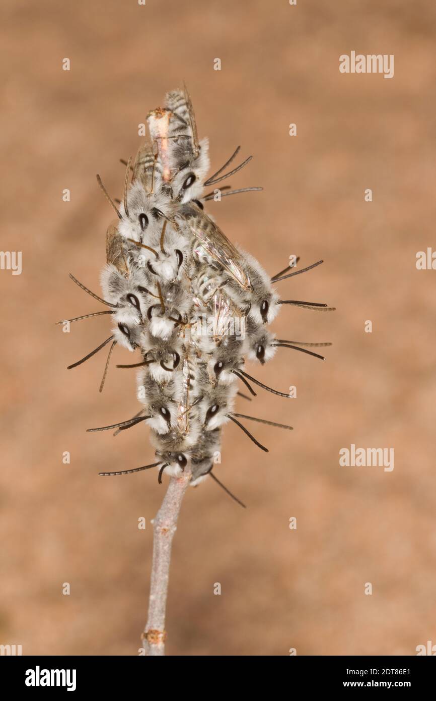 Nicht identifizierte Cellophane Bienenmännchen, Colletes sp., Colletidae. Schlafen auf Zweig des Kreosoten Bush, Larrea tridentata, Zygophyllaceae. Stockfoto