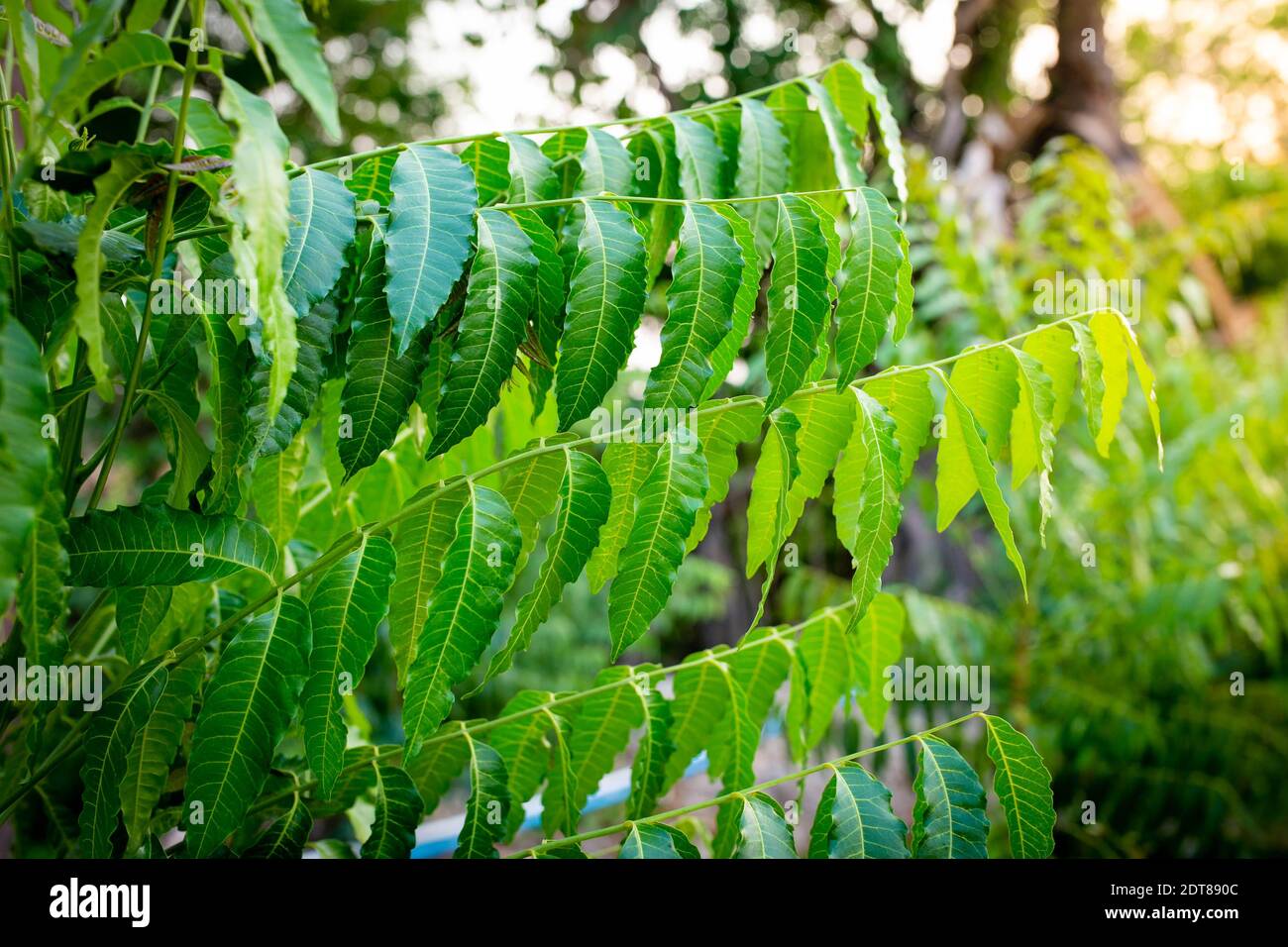 neem tree -fotos und -bildmaterial in hoher auflösung - seite 3