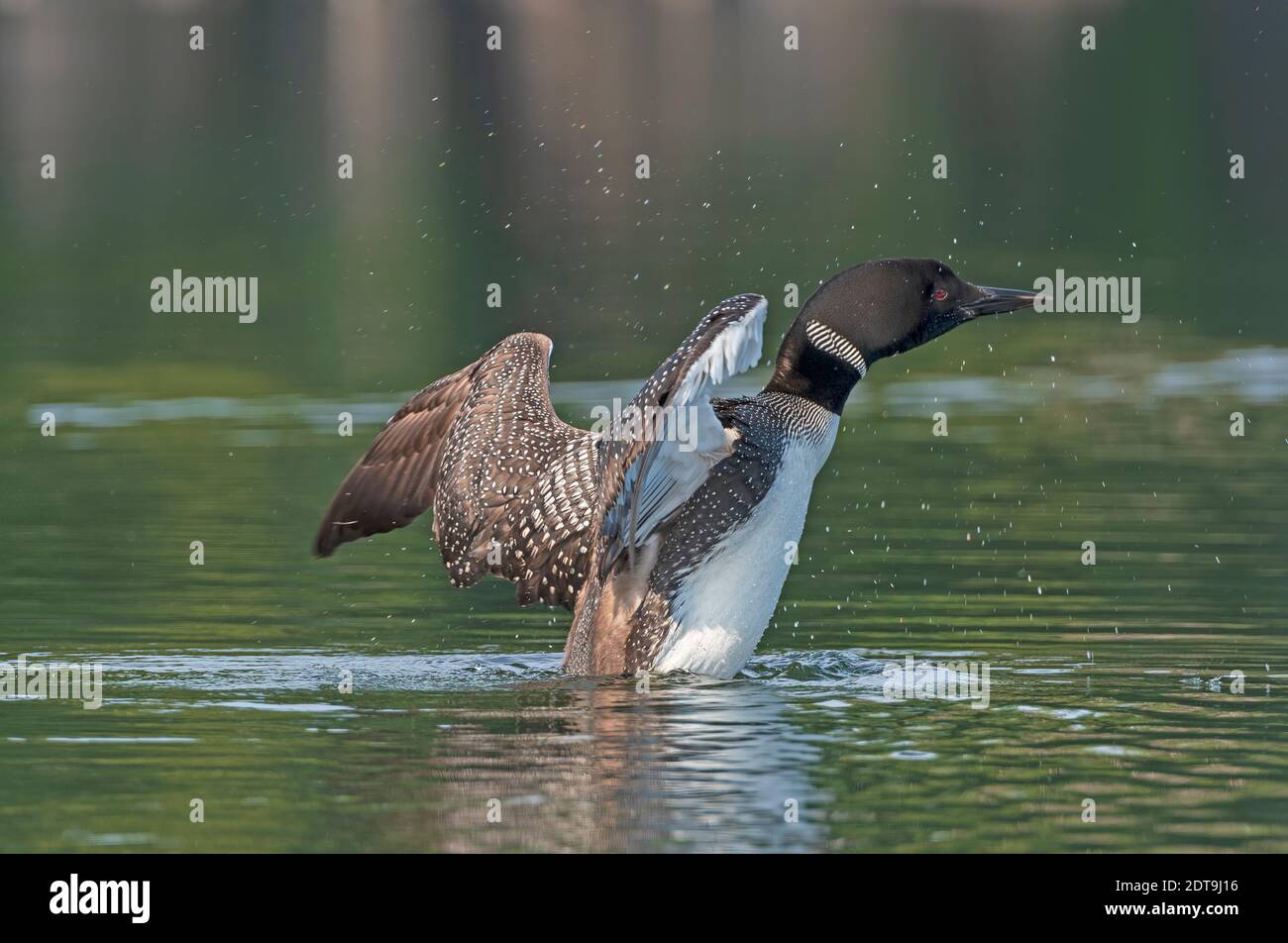 Loon in einem Wilderness Lake in der Sylvania Wildnis Im Norden von Michigan Stockfoto