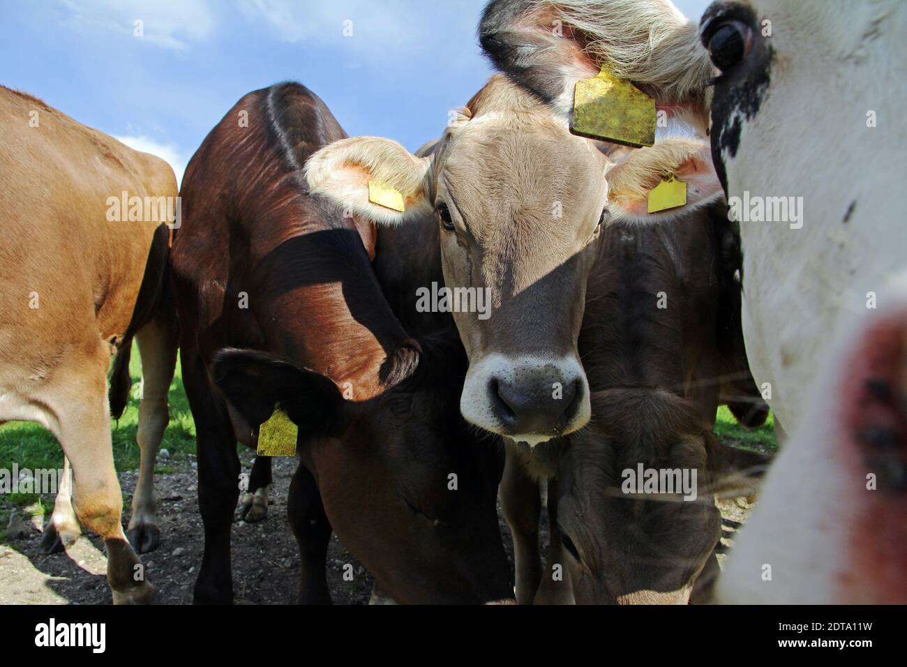 Junge neugierig braun und Simmental auf der Weide Stockfoto