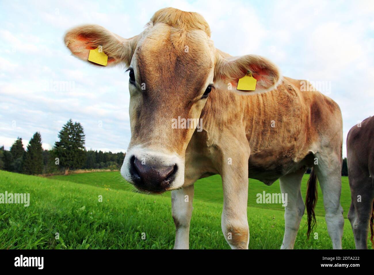Ein hübsches junges neugieriges braunes Vieh auf der Weide Stockfoto