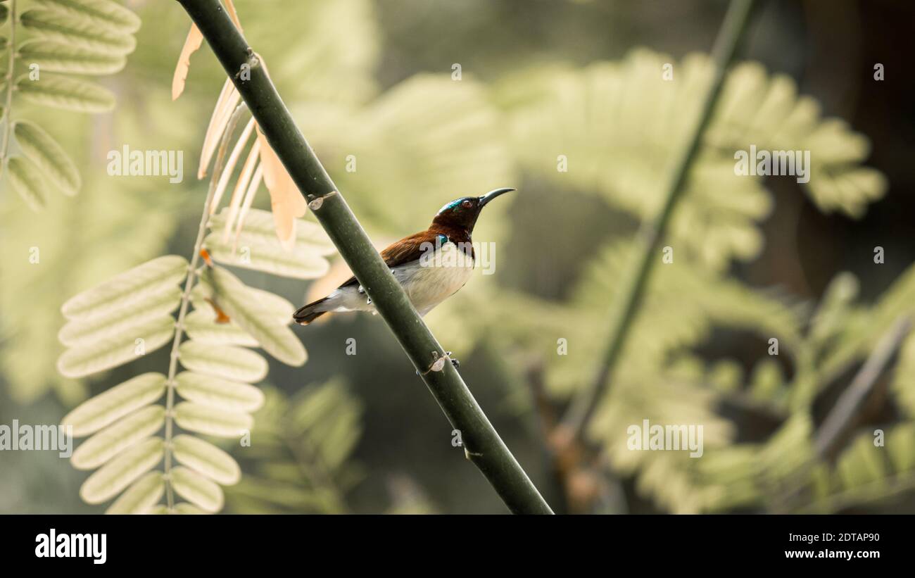 Karmesinroter Sonnenvogel, der auf einem Ast thront, auf der Suche nach einer Blume für einen Schluck Nektar Stockfoto