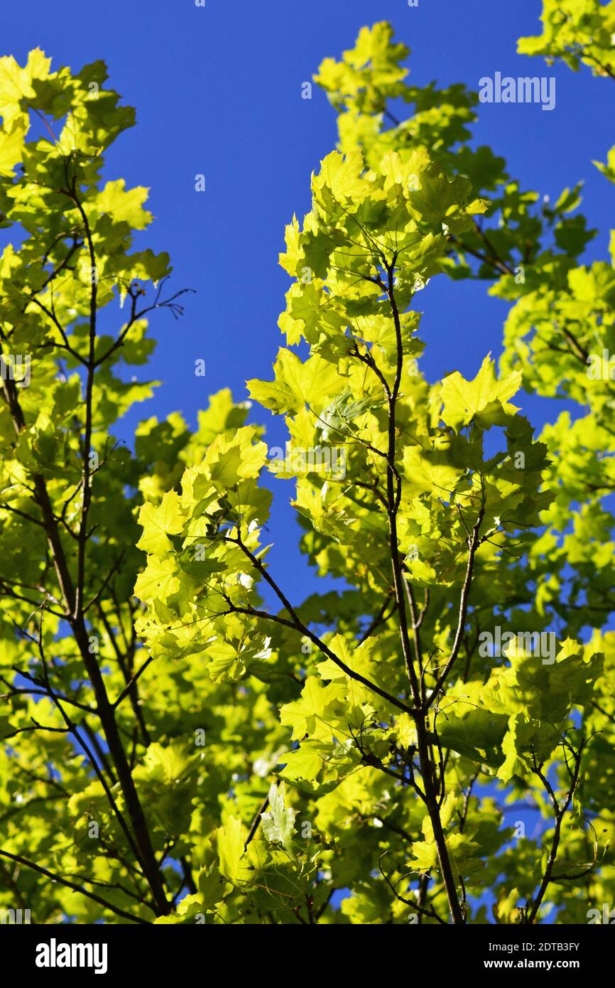Low Angle View gelb blühende Pflanze gegen Sky Stockfoto