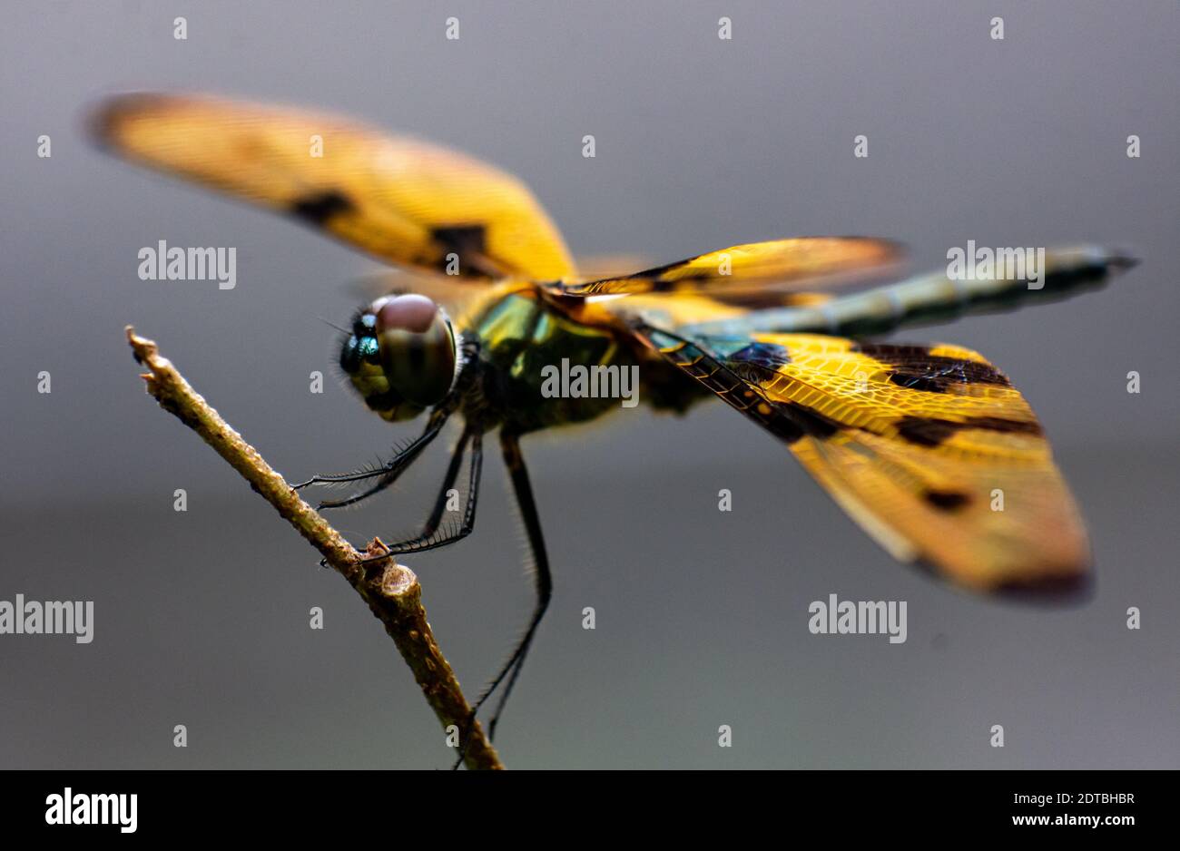 Eine Libelle ist ein Insekt der Ordnung Odonata, infraorder Anisoptera Stockfoto