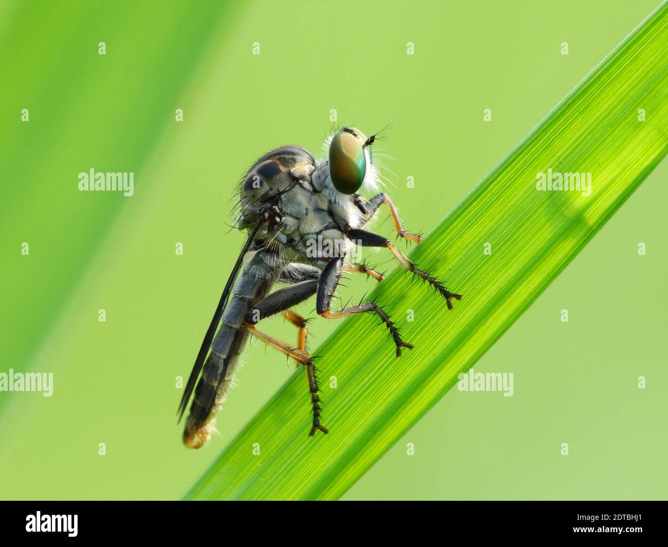 Die Fliege landet auf einer Pflanze Stockfoto