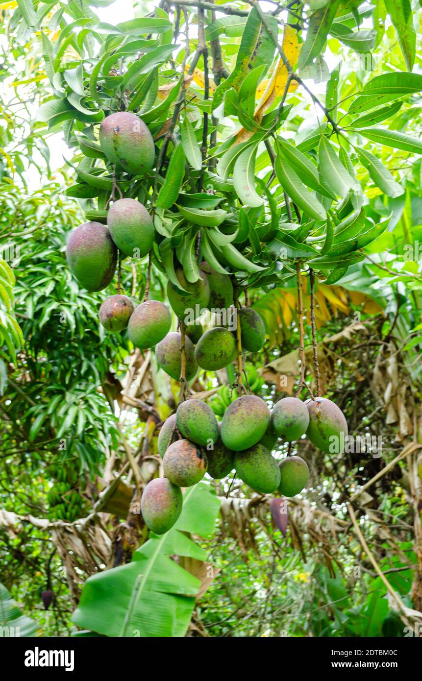 Bündel Unreifer Irwin Mangos Stockfoto