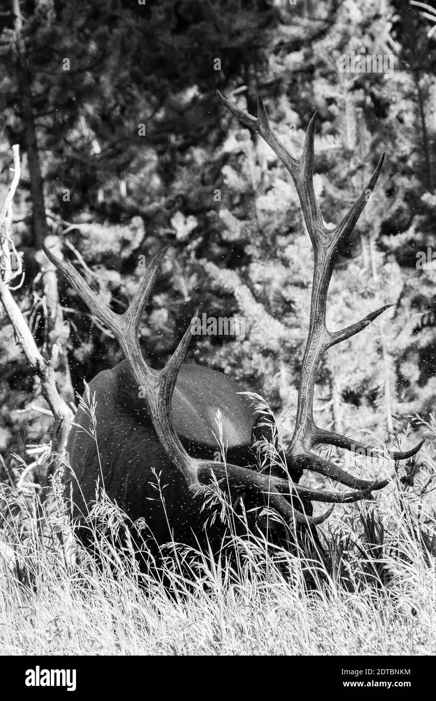 Bulle Elk (Cervus elaphus) Fütterung in hohem Gras mit winzigen Fliegen um ihn herum, horizontal Stockfoto