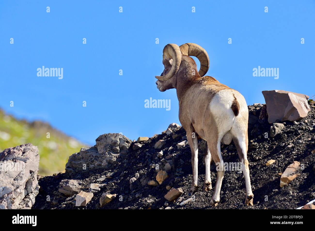 Eine Rückansicht eines Rocky Mountain Bighorn Schafe, "Ovis canadensis", Blick über einen felsigen Bergrücken im ländlichen Alberta Kanada. Stockfoto