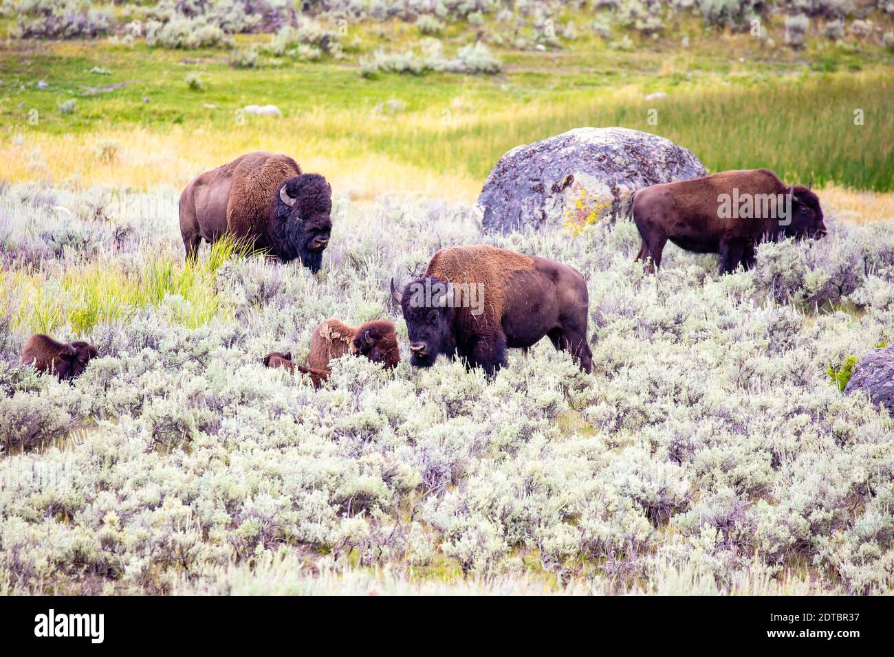 Wild Buffalo (Bison Bison) im Yellowstone Park Wyoming im August, horizontal Stockfoto