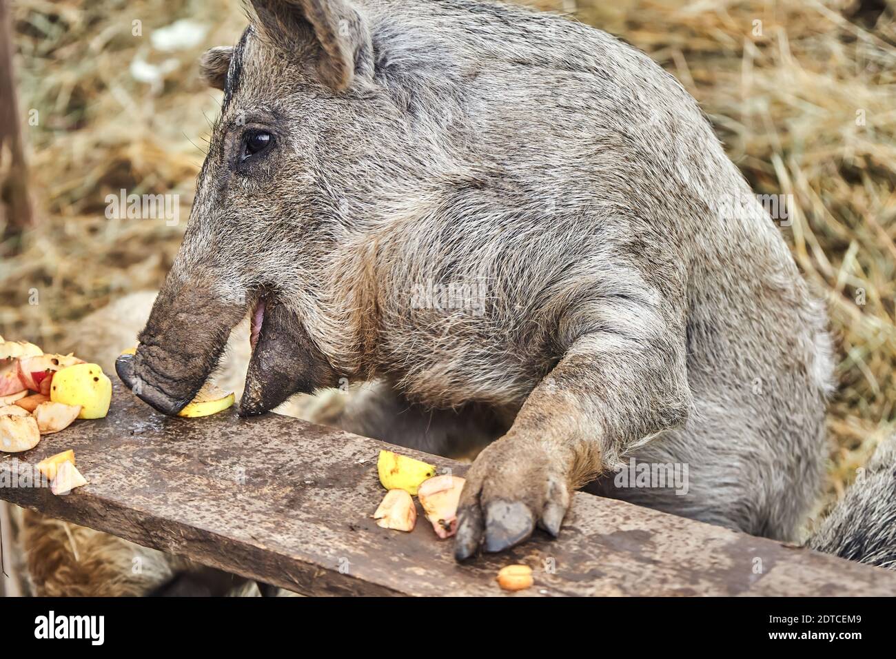 Schwein ungungarisch mangalitsa essen Äpfel in der Korral auf dem Bauernhof. Nahaufnahme Stockfoto