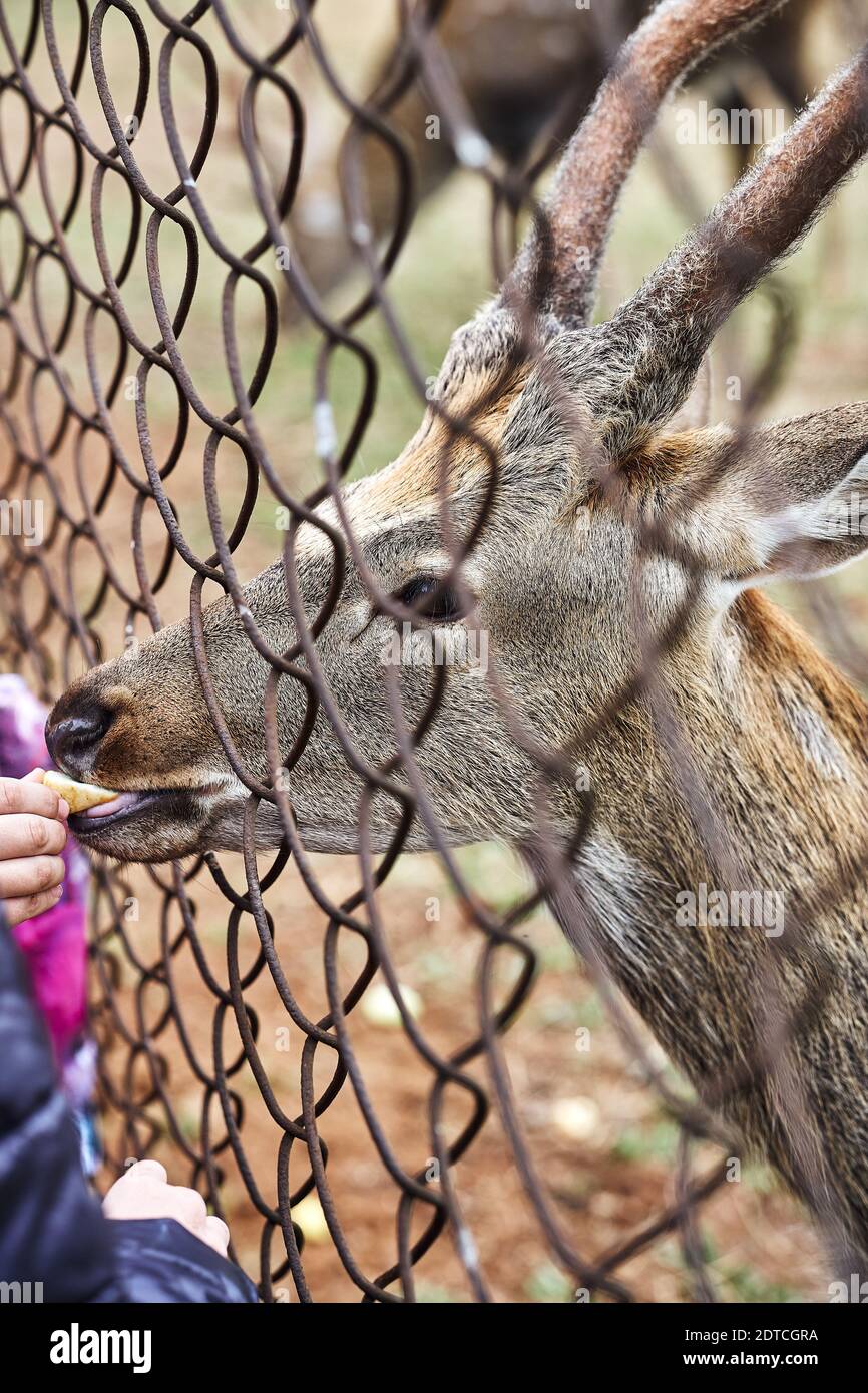 Getuppelte Hirsche auf einer Rentierfarm. Hirsch füttern. Getuppter Hirsch frisst von den Händen durch den Zaun Stockfoto