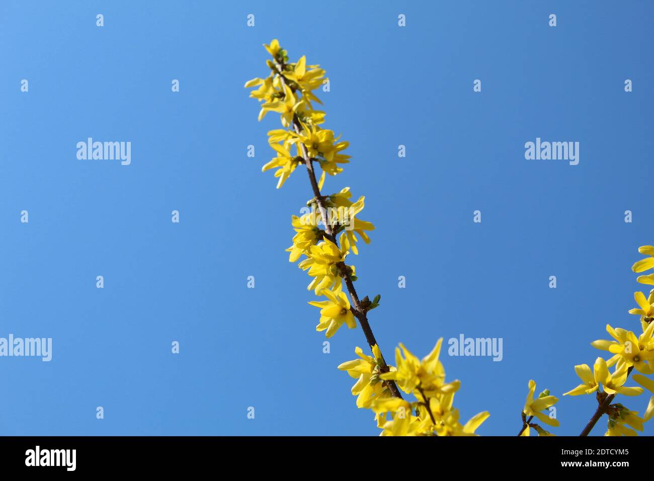 Gelbe Blumen gegen den Himmel. Forsythia Busch blüht gegen den blauen Himmel. Stockfoto